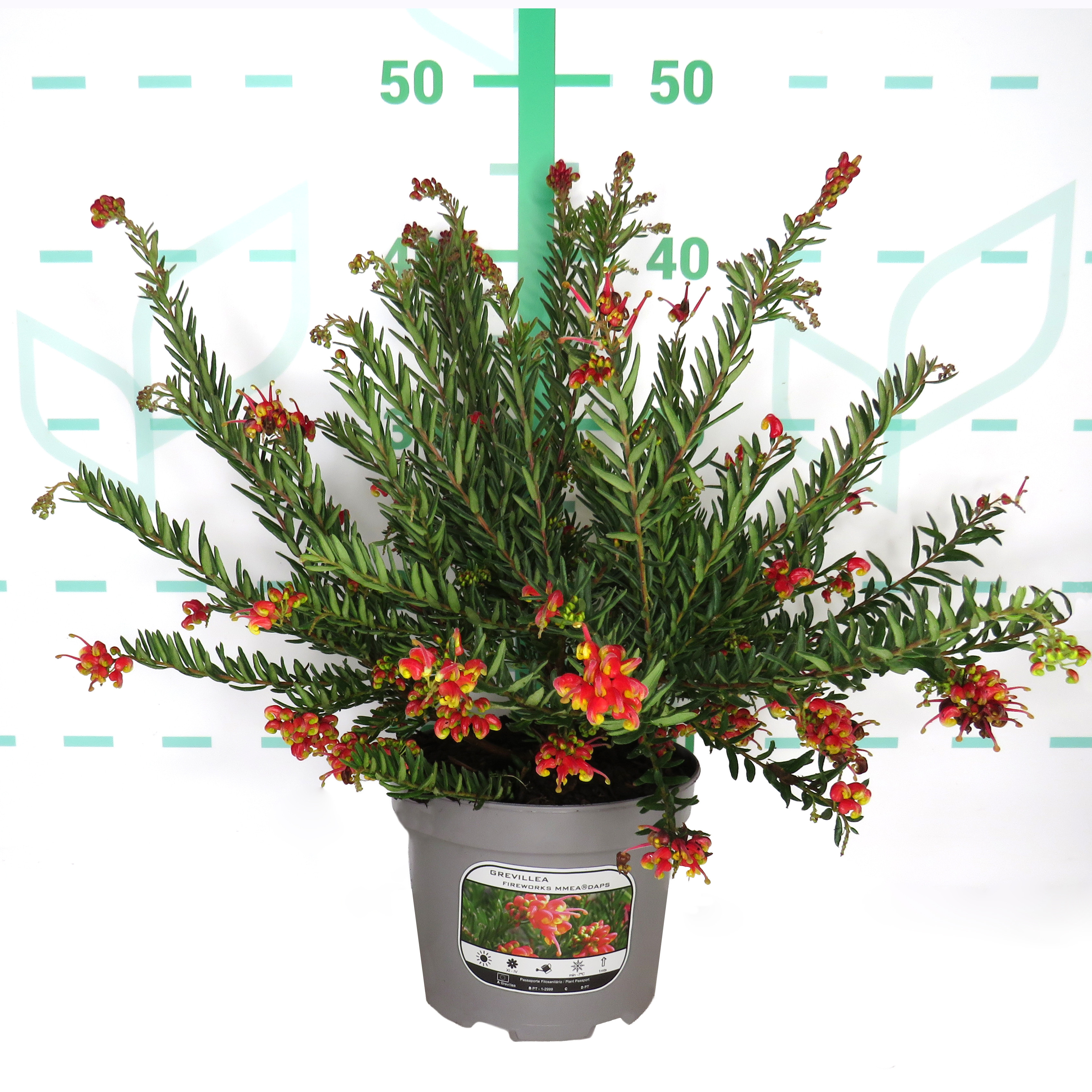 Grevillea "Fireworks" MMEA ® 2L 20/25 DAPS