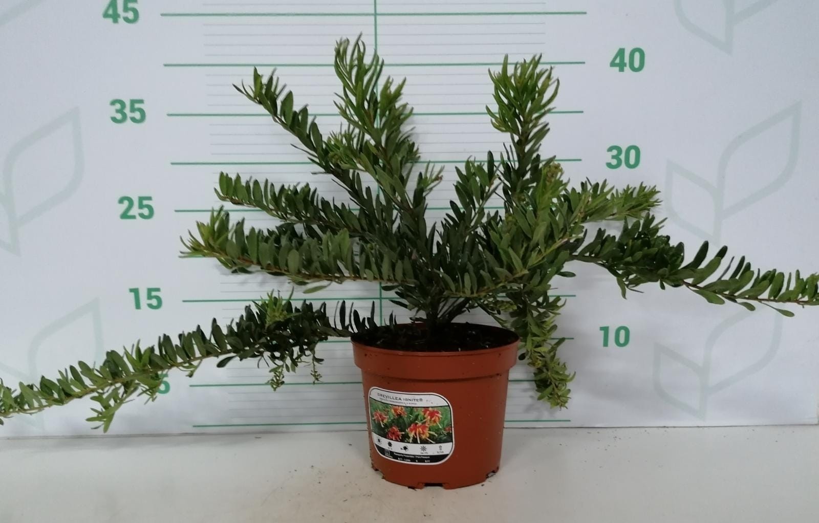 Grevillea ignite ® 2L