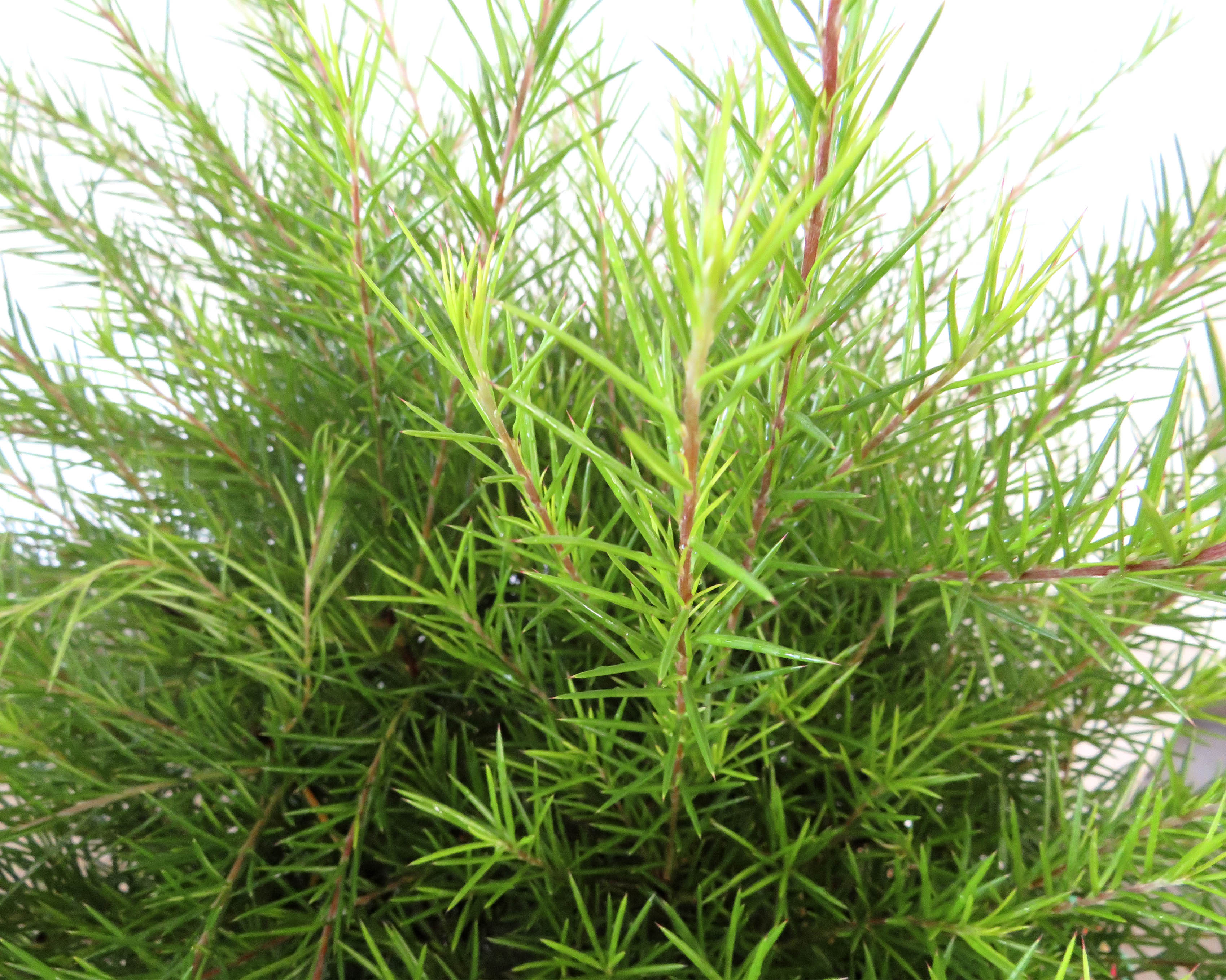 Grevillea juniperina 10L 30/40