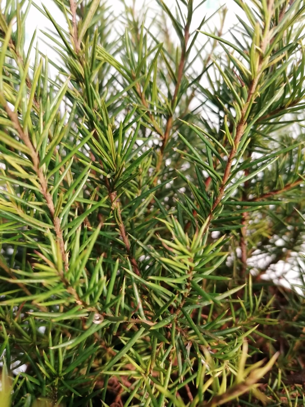 Grevillea juniperina 5L Deco 20/30 DP 30/40