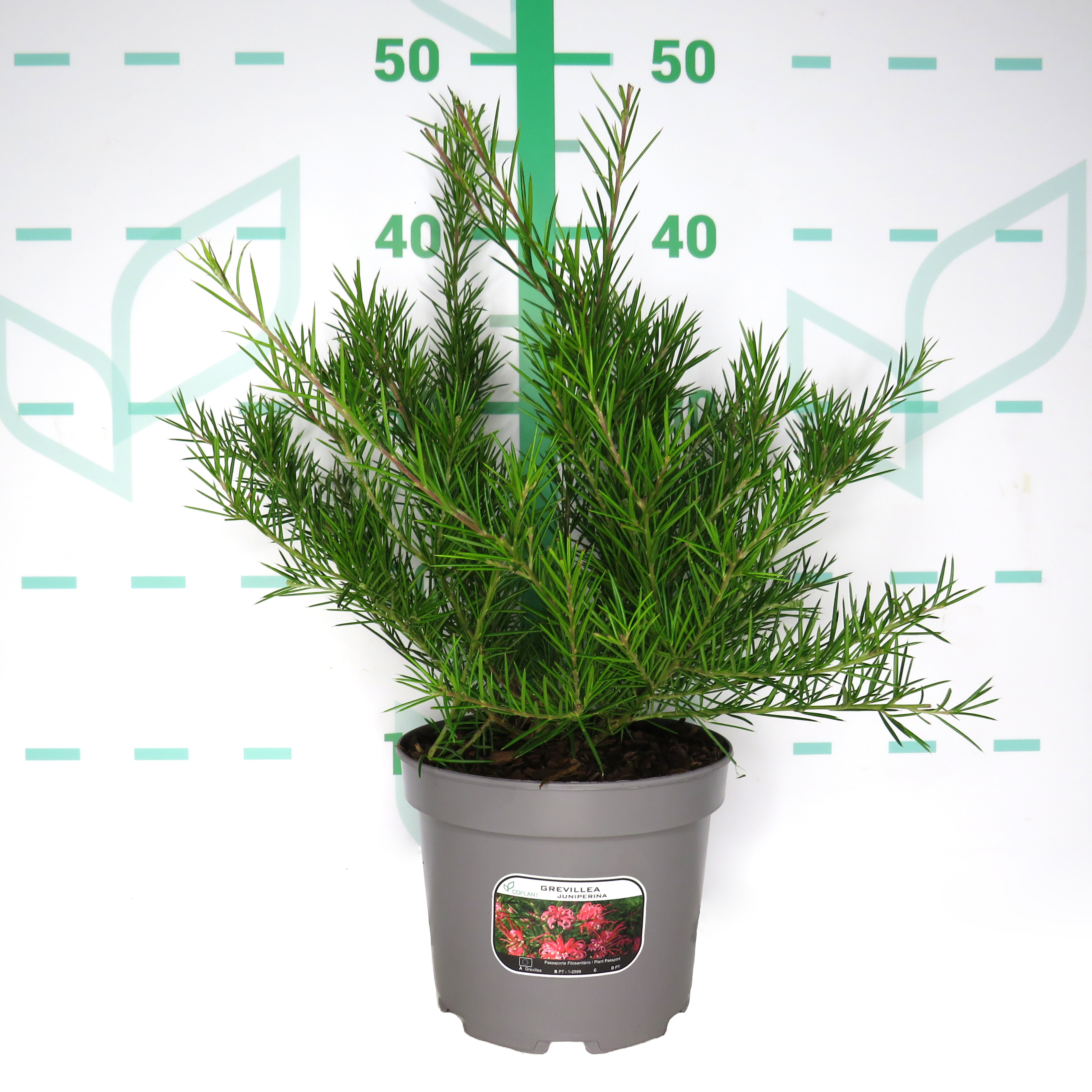 Grevillea juniperina 2L 20/25