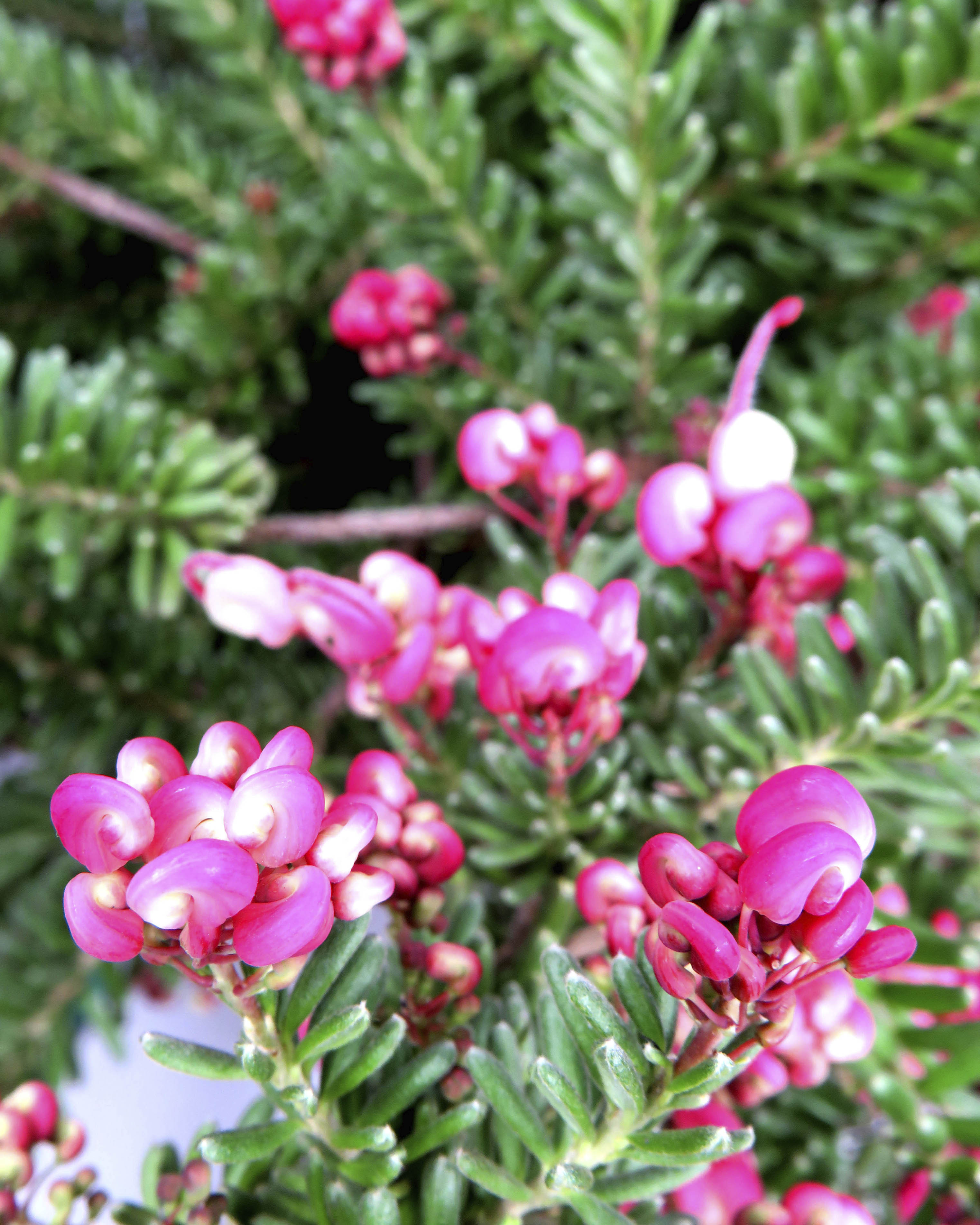 Grevillea lanigera "Mount Tamboritha" 10L 60  Piramidal