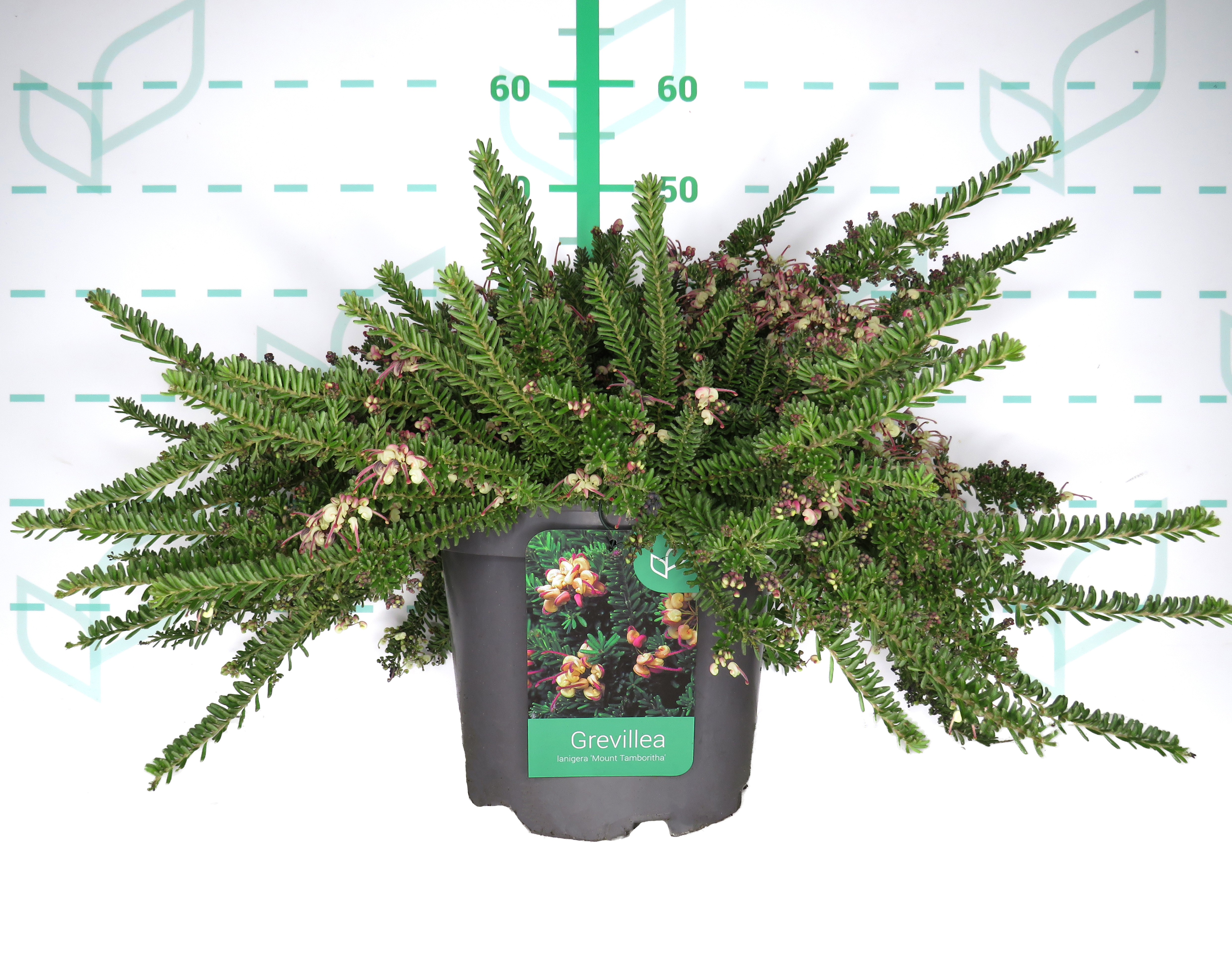 Grevillea lanigera "Mount Tamboritha" 10L 20/30 DP 40/50