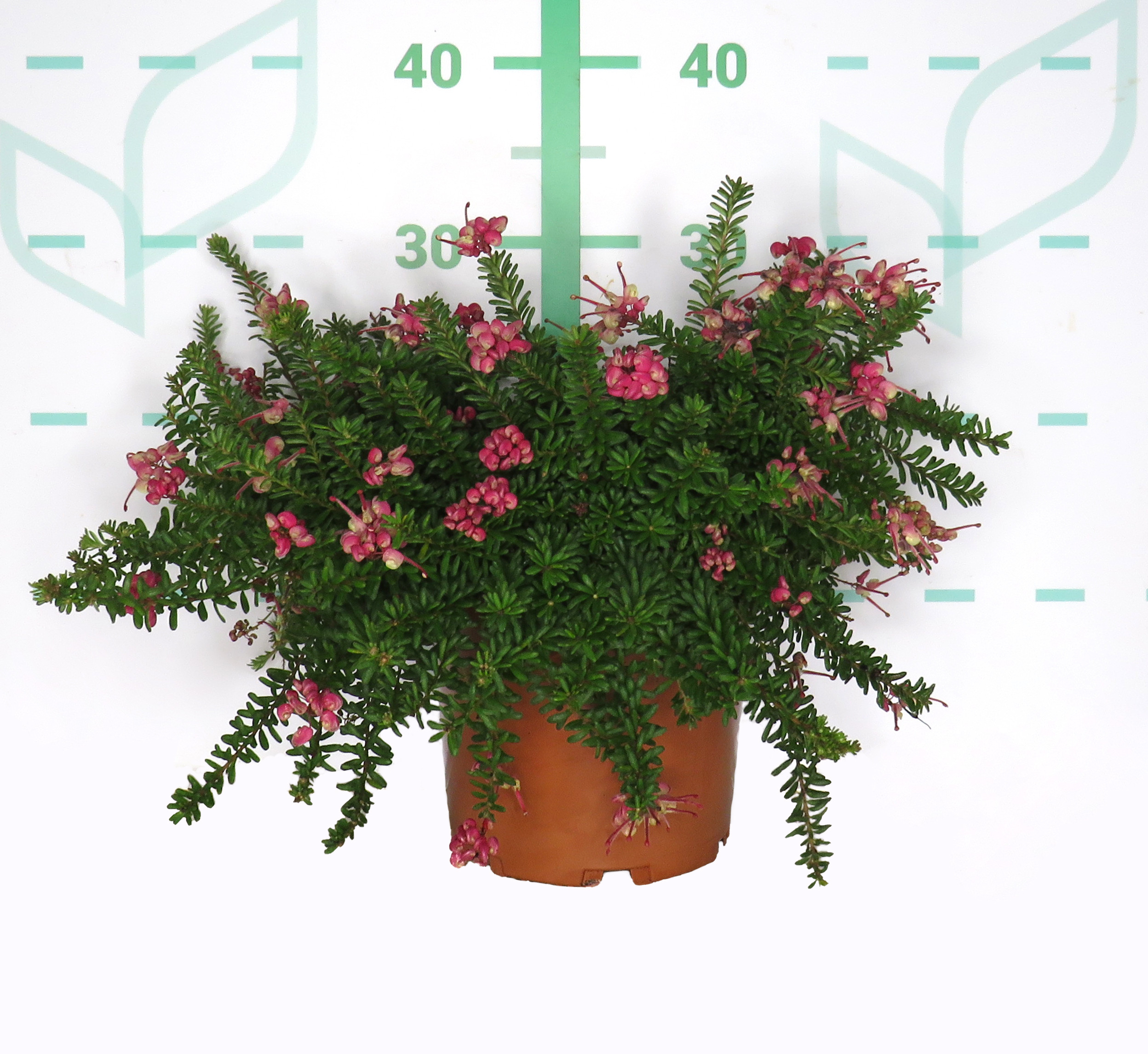 Grevillea lanigera "Mount Tamboritha" 5L 10/15 DP 30/35