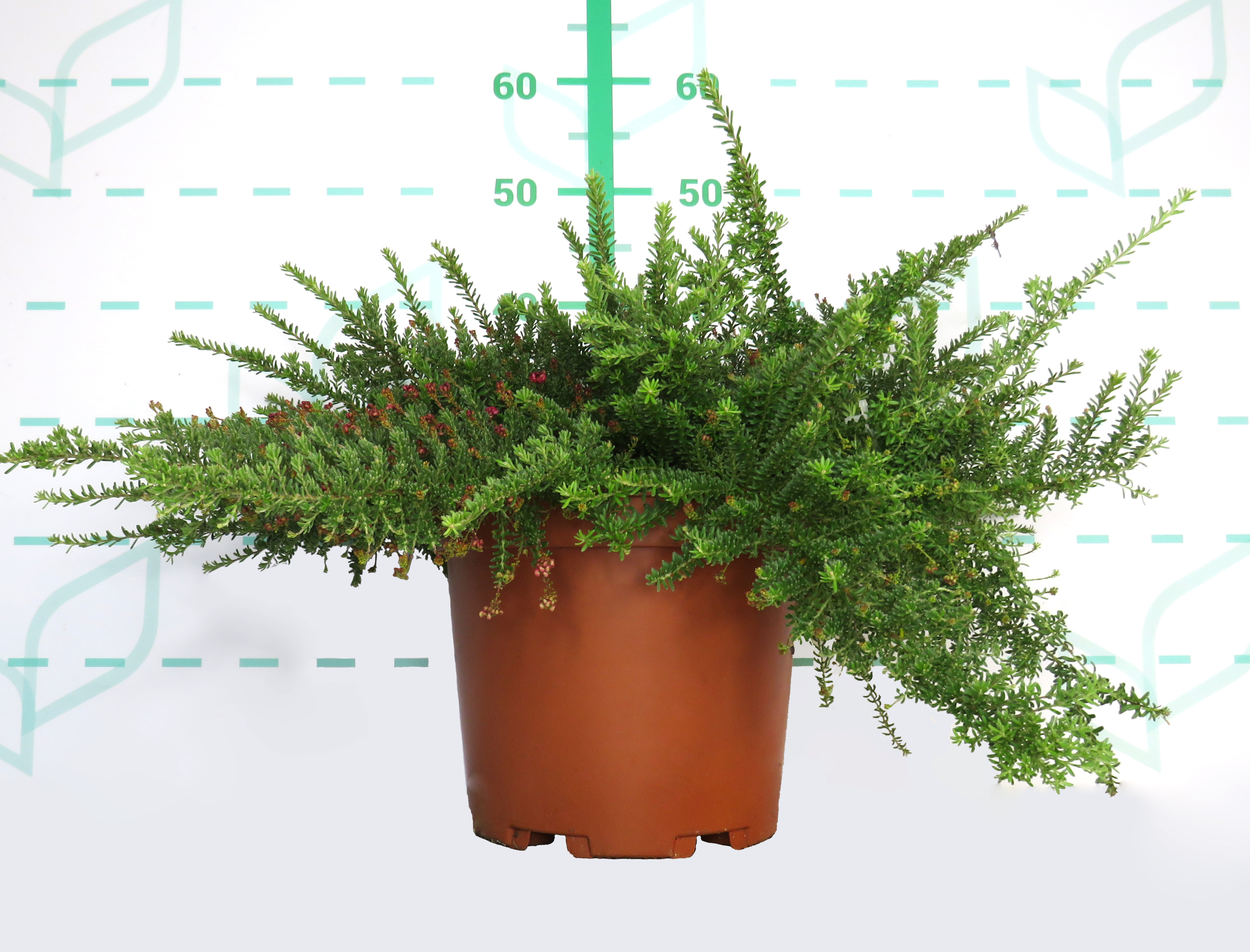 Grevillea "Pepito MMea" ® 10L 20/30 DP 40/50