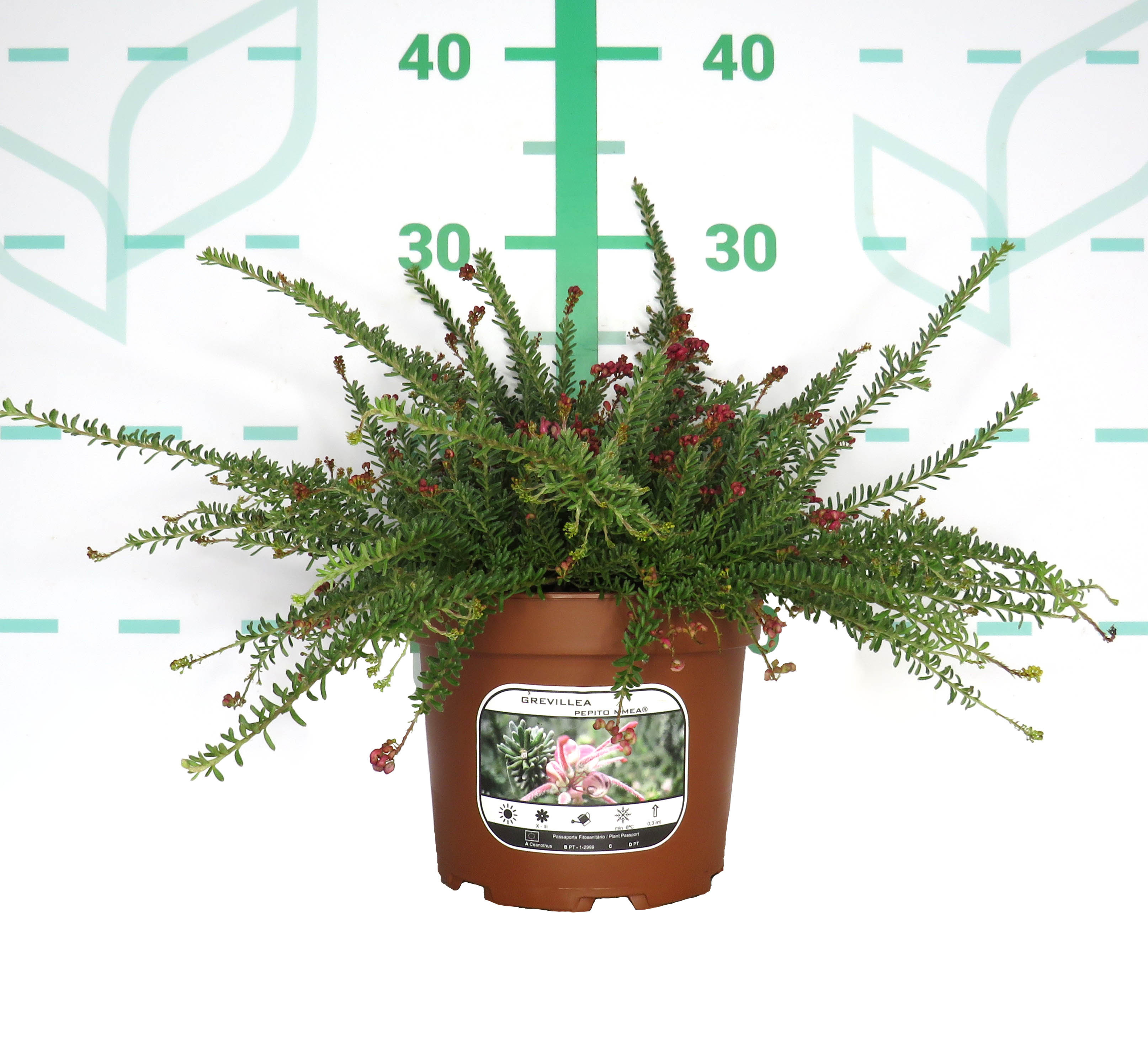 Grevillea "Pepito MMea" ® 2L