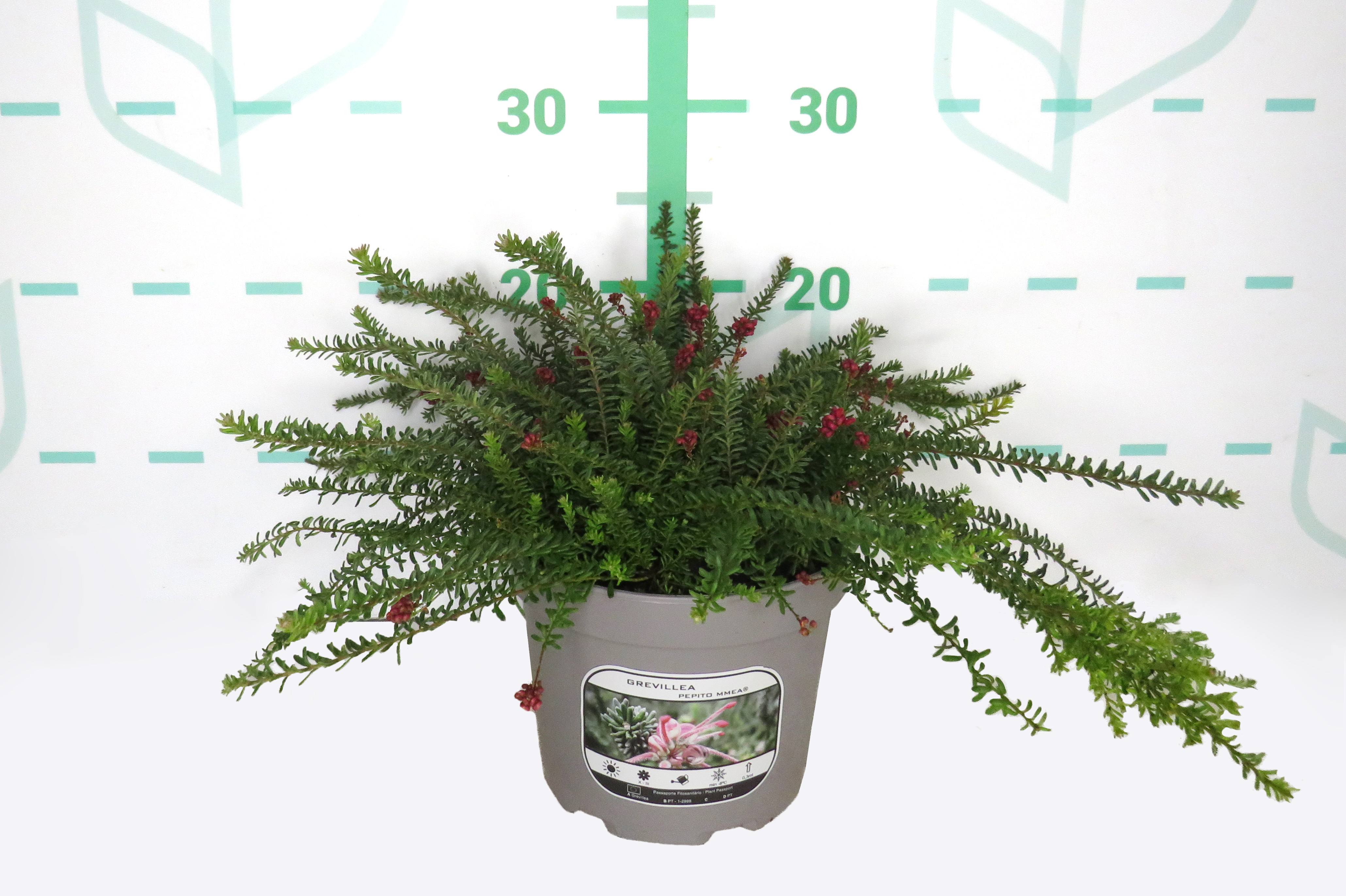 Grevillea "Pepito MMea" ® 2L 15/20