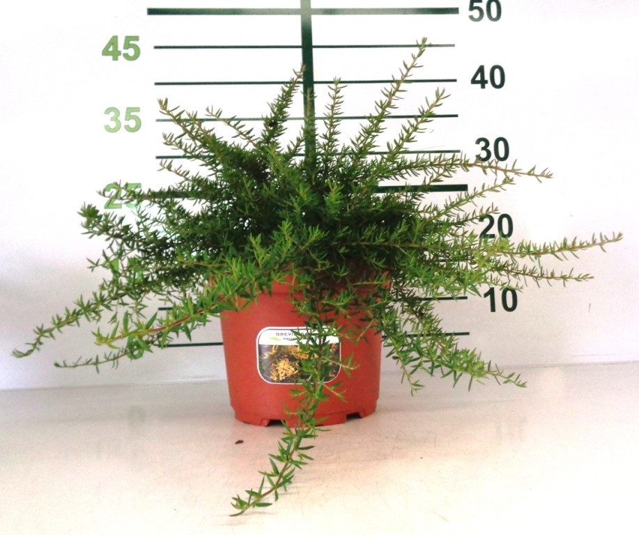 Grevillea postrata "Aurea" 2L 10/15