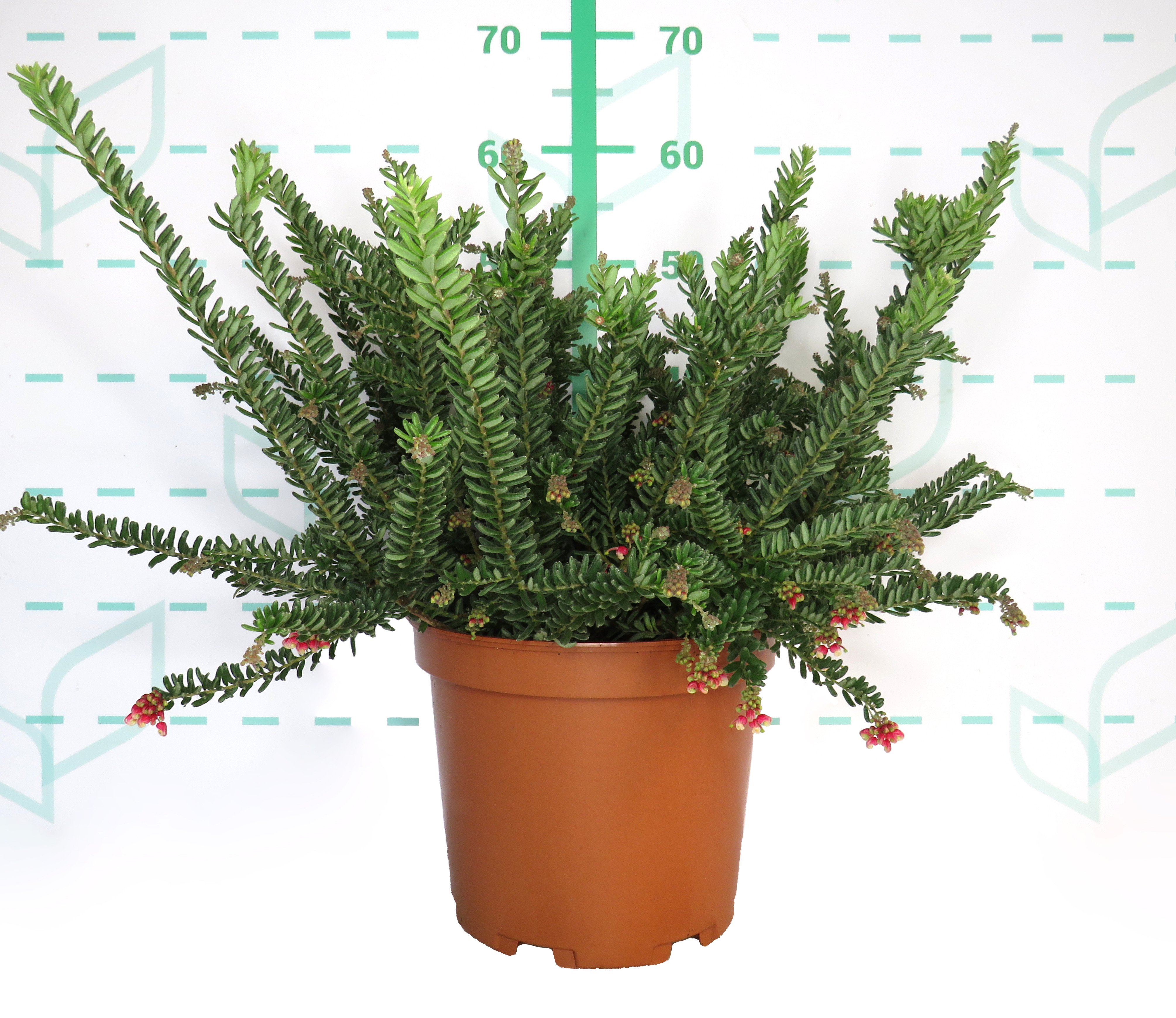 Grevillea "Winter Wonder" ® 10L 30/40