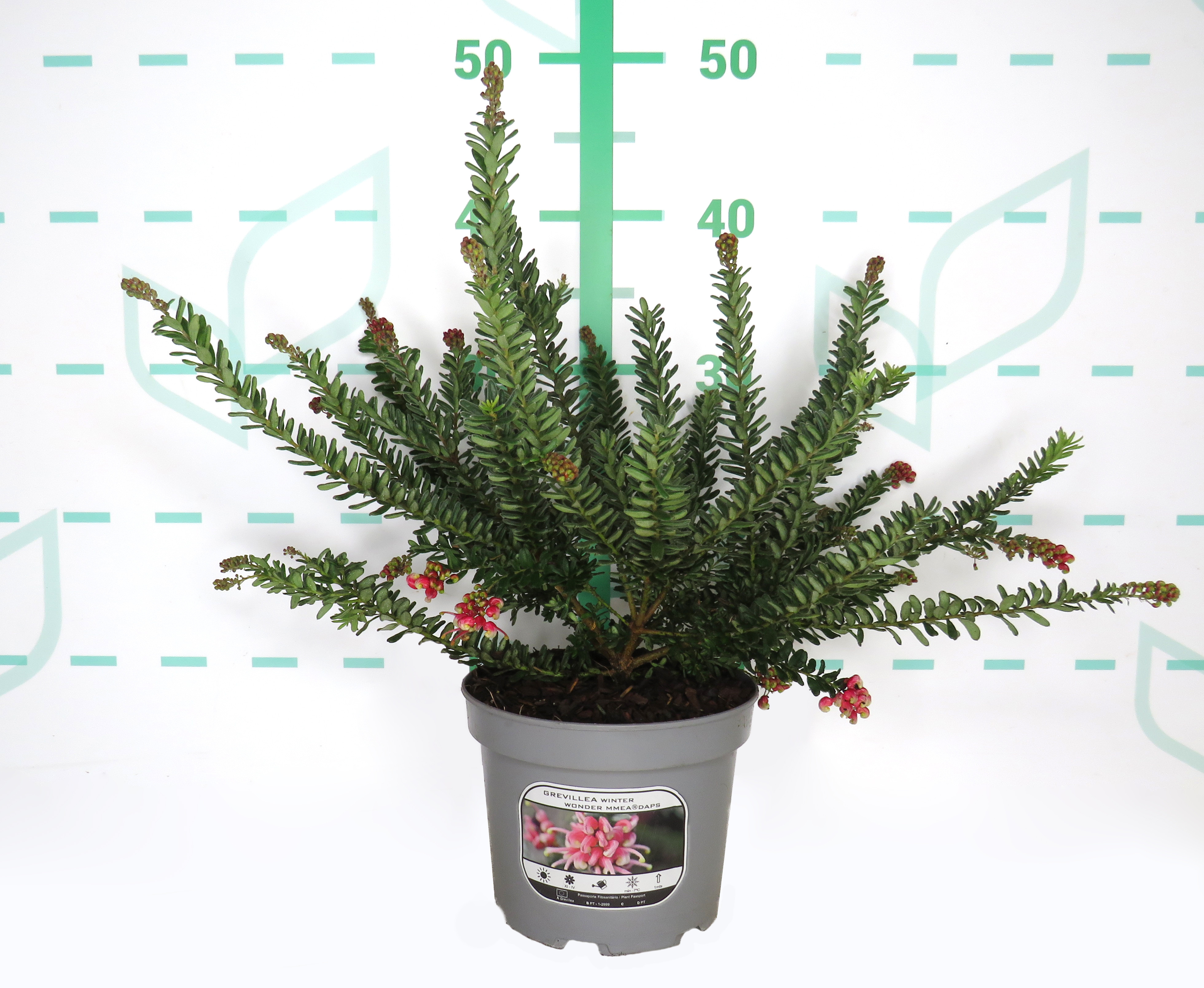 Grevillea "Winter Wonder" MMEA ® 2L DAPS