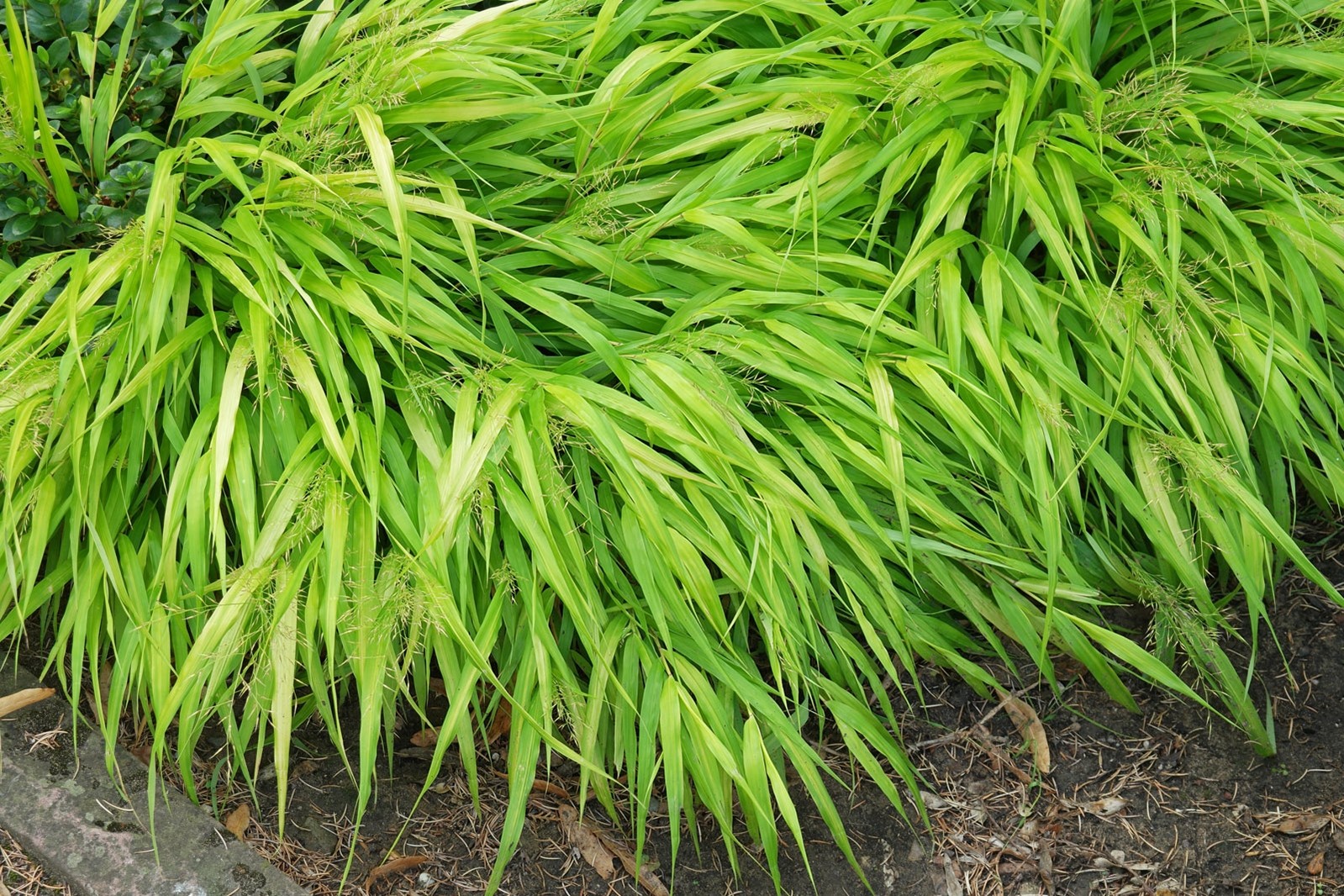 Hakonechloa macra 2.5L R/C 20/30