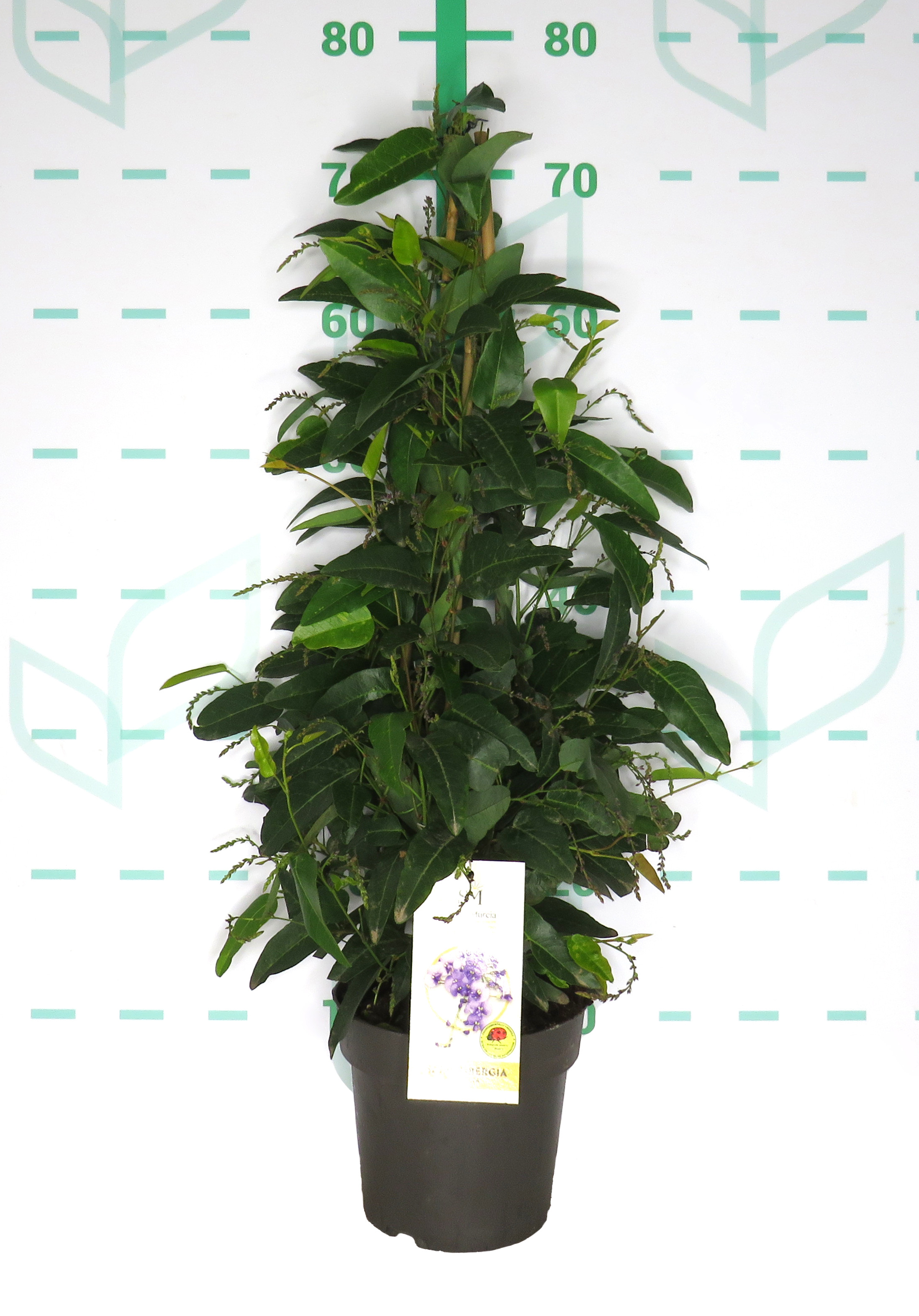 Hardenbergia violacea 2L 3 tutores 70cm