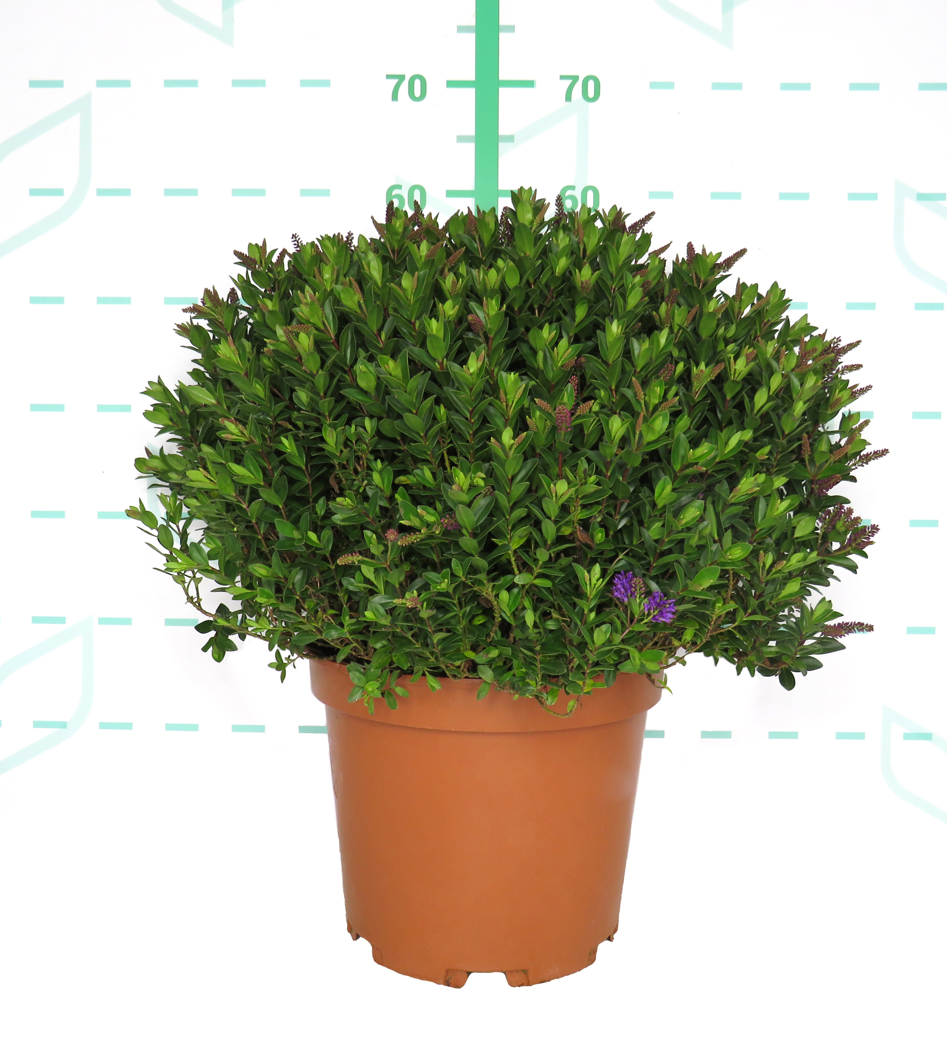 Hebe Aflora ® 10L 20/30 