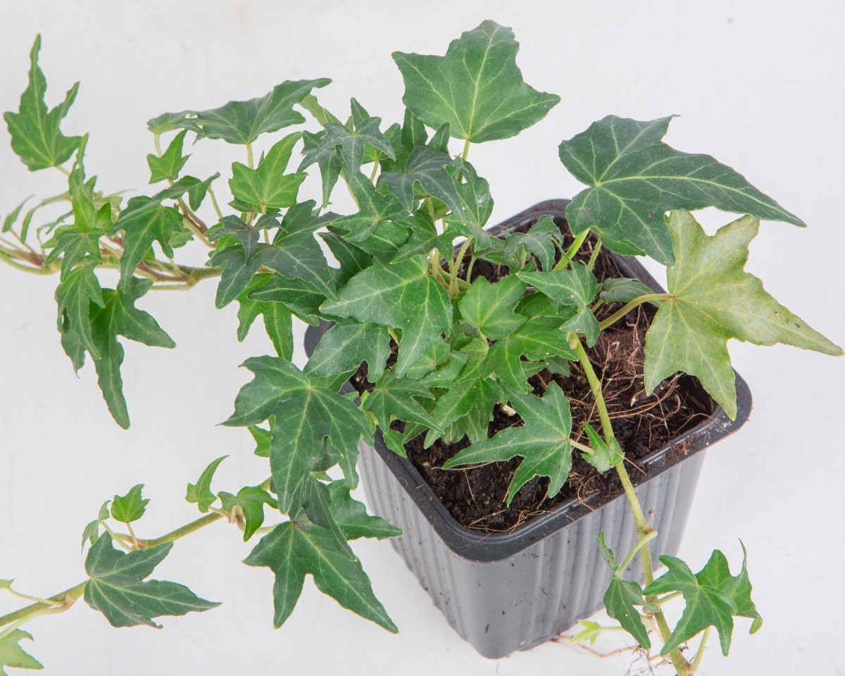 Hedera helix "Miniata" M11 10/20