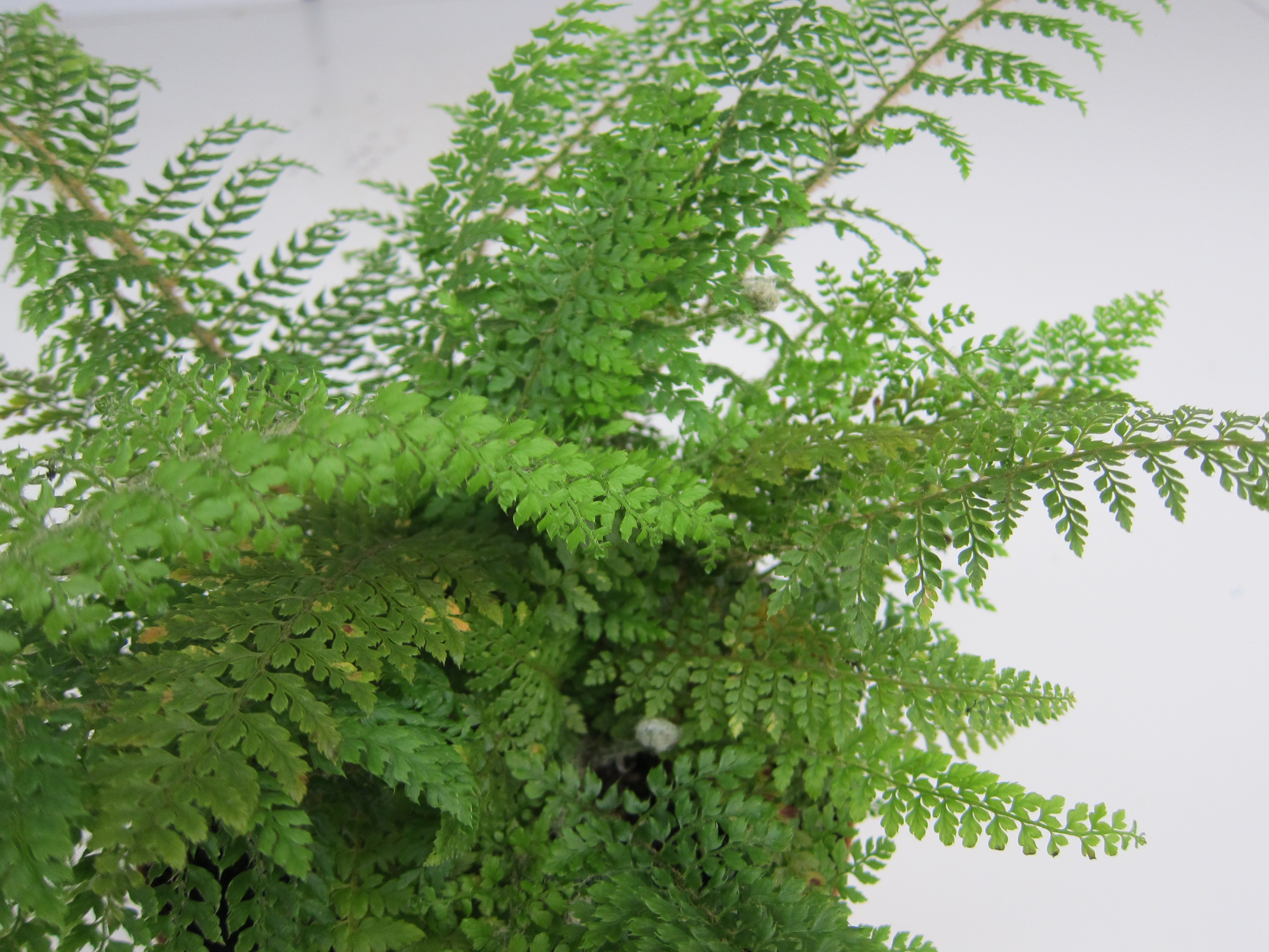 HELECHOS  SURTIDOS 2L R/C Verde 20/25 Athyrium niponicum "Pictum"; D. affinis;D.erythrosora;D.filix mas;Pteris umborsa