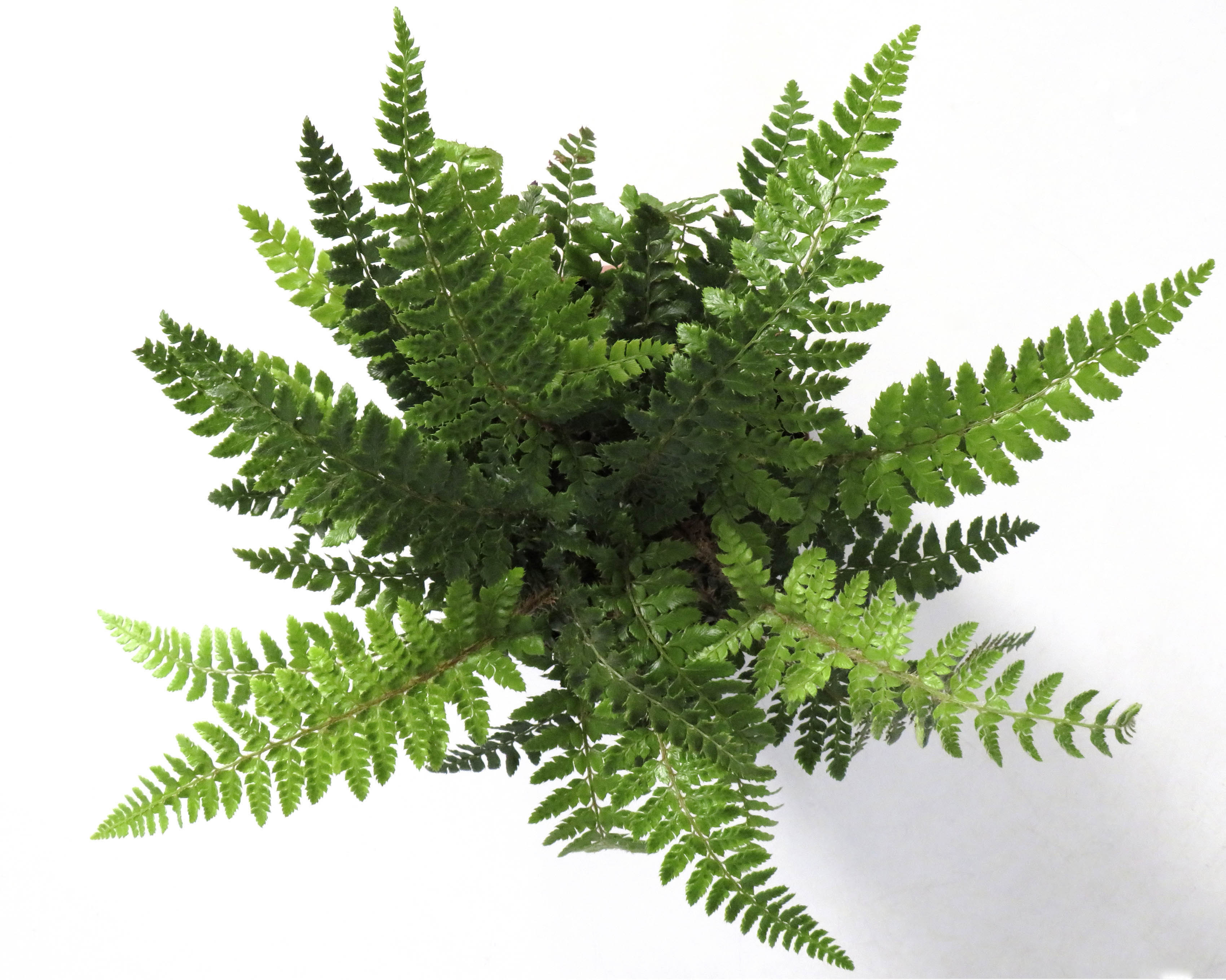 HELECHOS  SURTIDOS 2L 20/25 Dryopteris atrata; Polystichum polyblepharum; Polystichum 'Herrenhausen'; Dryopteris erythrosora