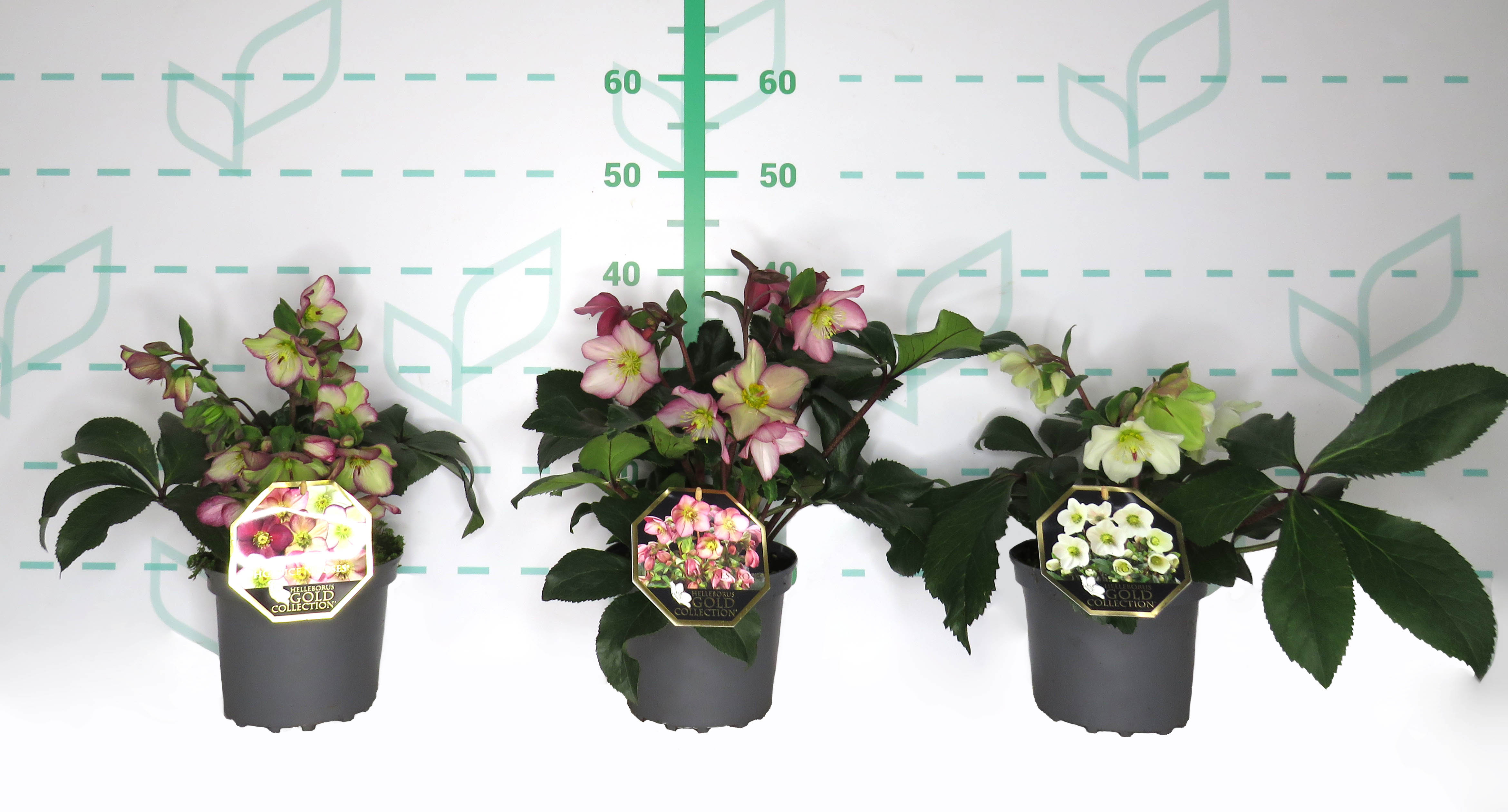 Helleborus sp 2.5L 20/25