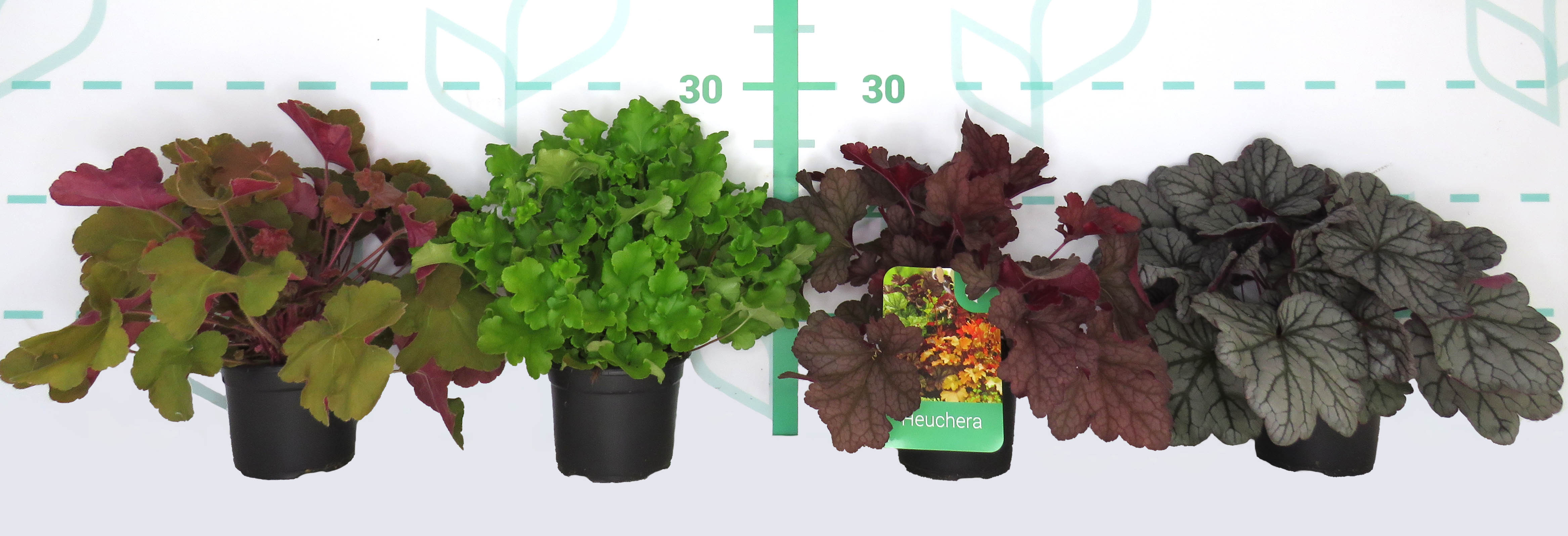 Heuchera sp M12