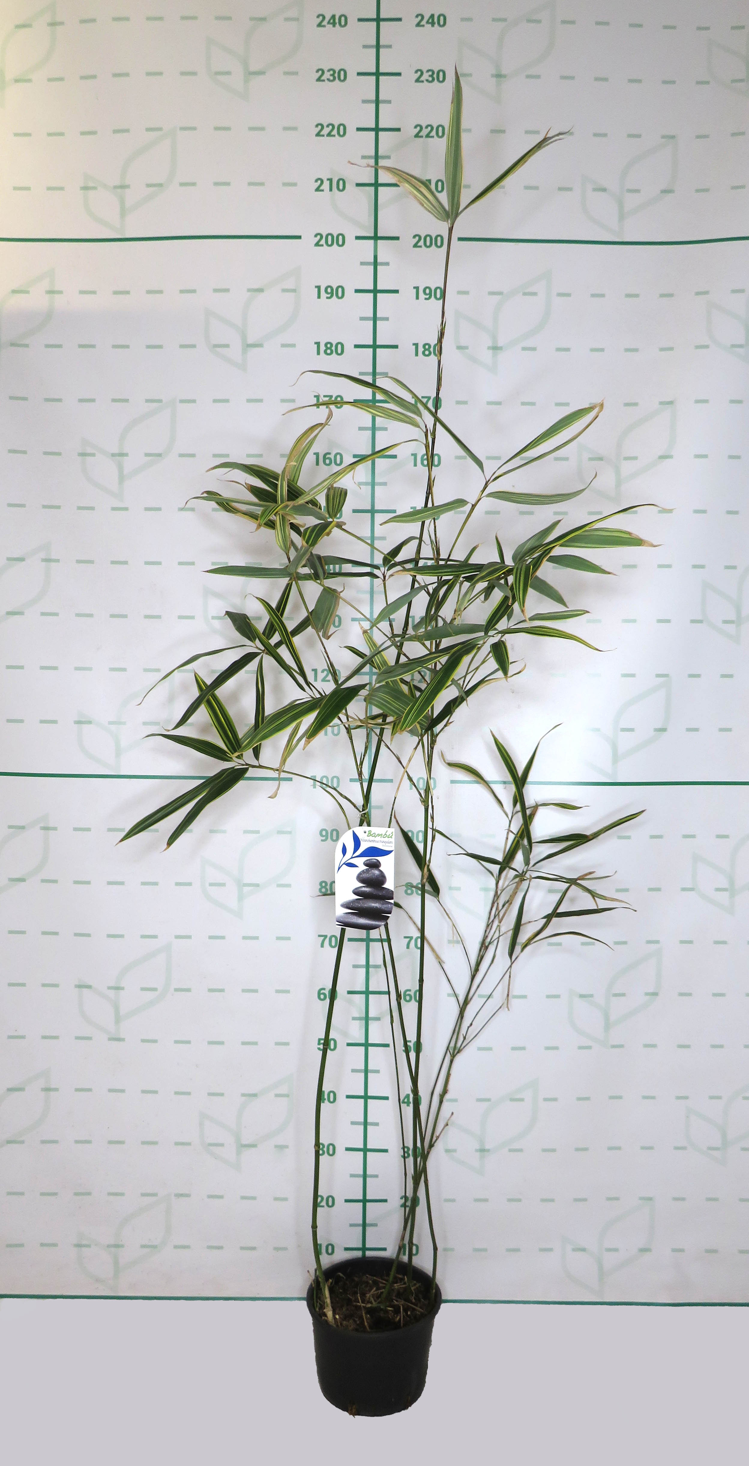 Hibanobambusa tranquillans "Shiroshima" 5L 3-4 100/150