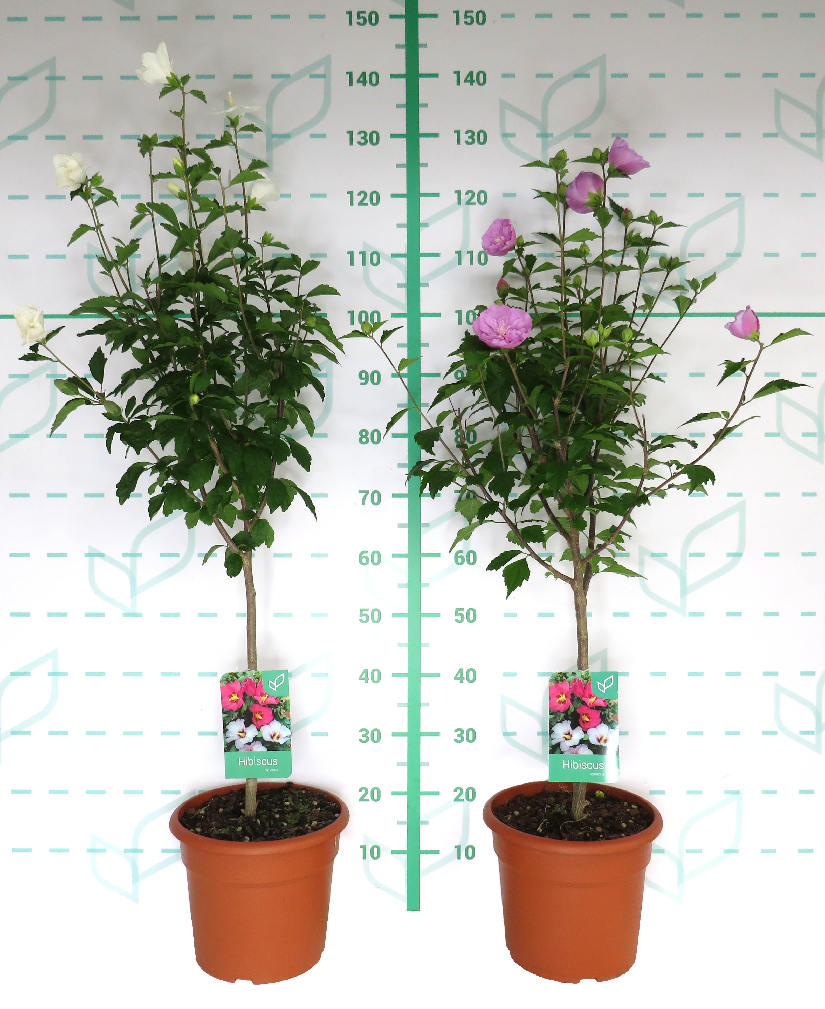 Hibiscus syriacus (Althea) 10L Deco Ht 70/90 100/120