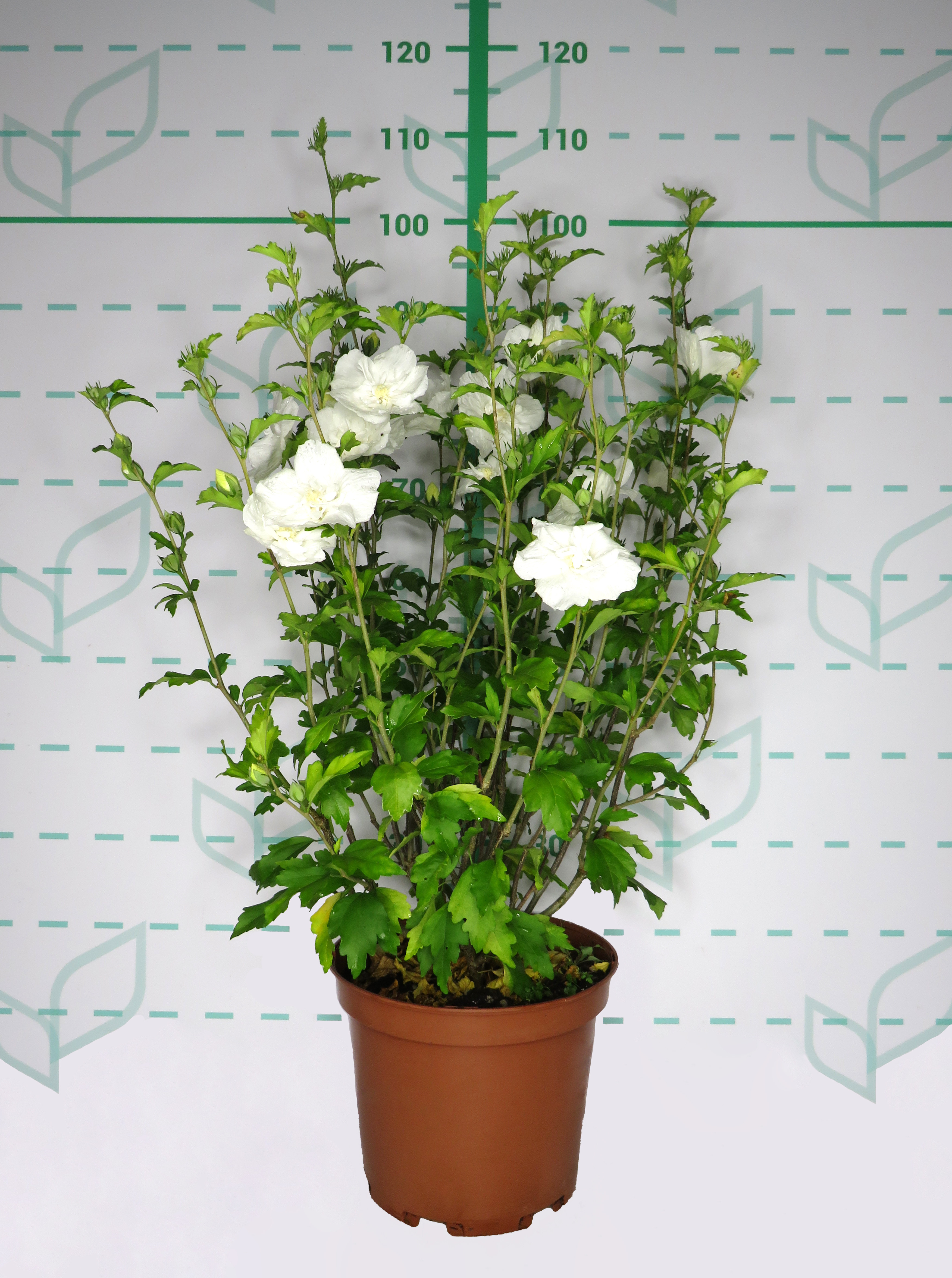 Hibiscus syriacus (Althea) 10L 50/70