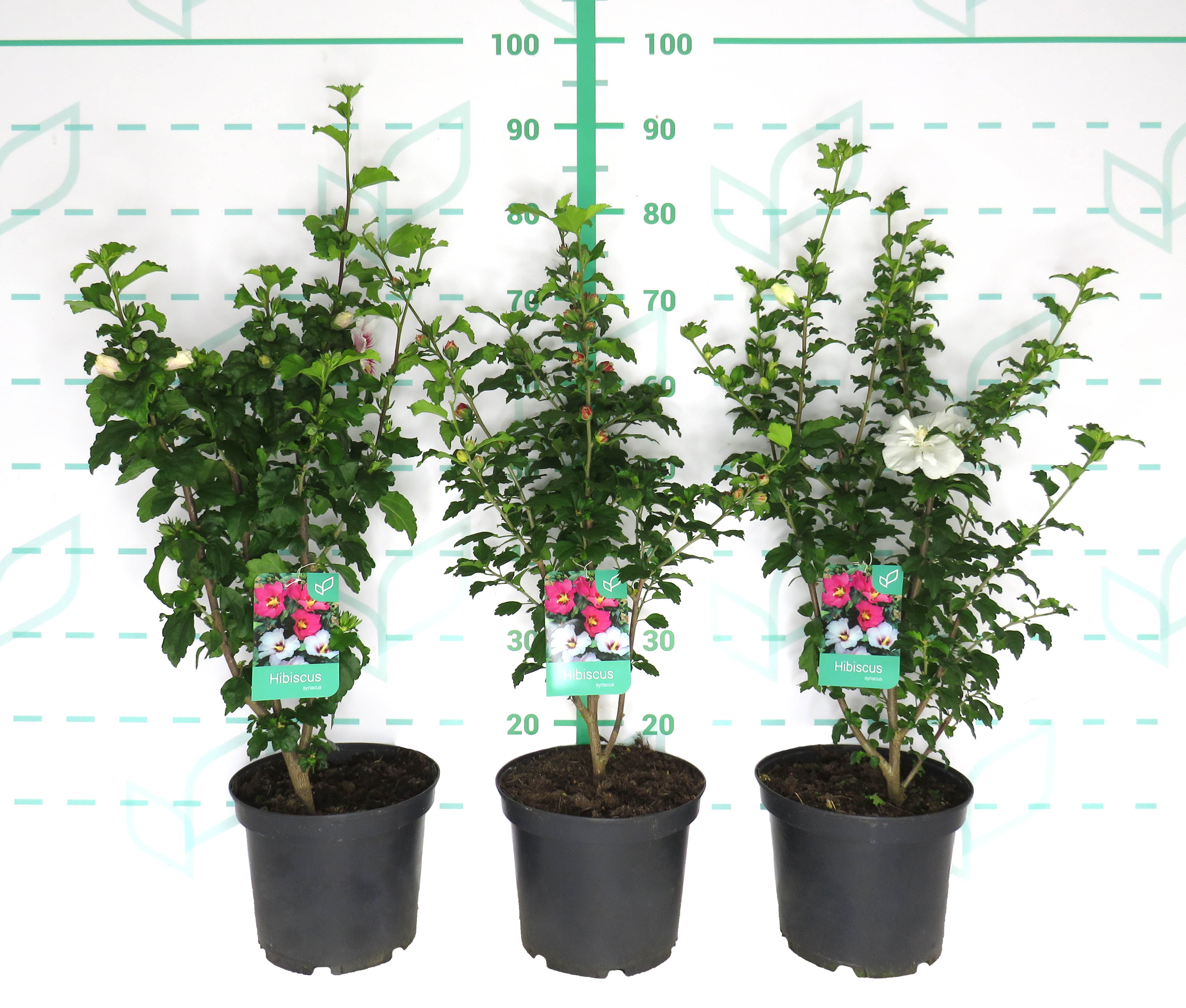 Hibiscus syriacus (Althea) 5L 40/60 