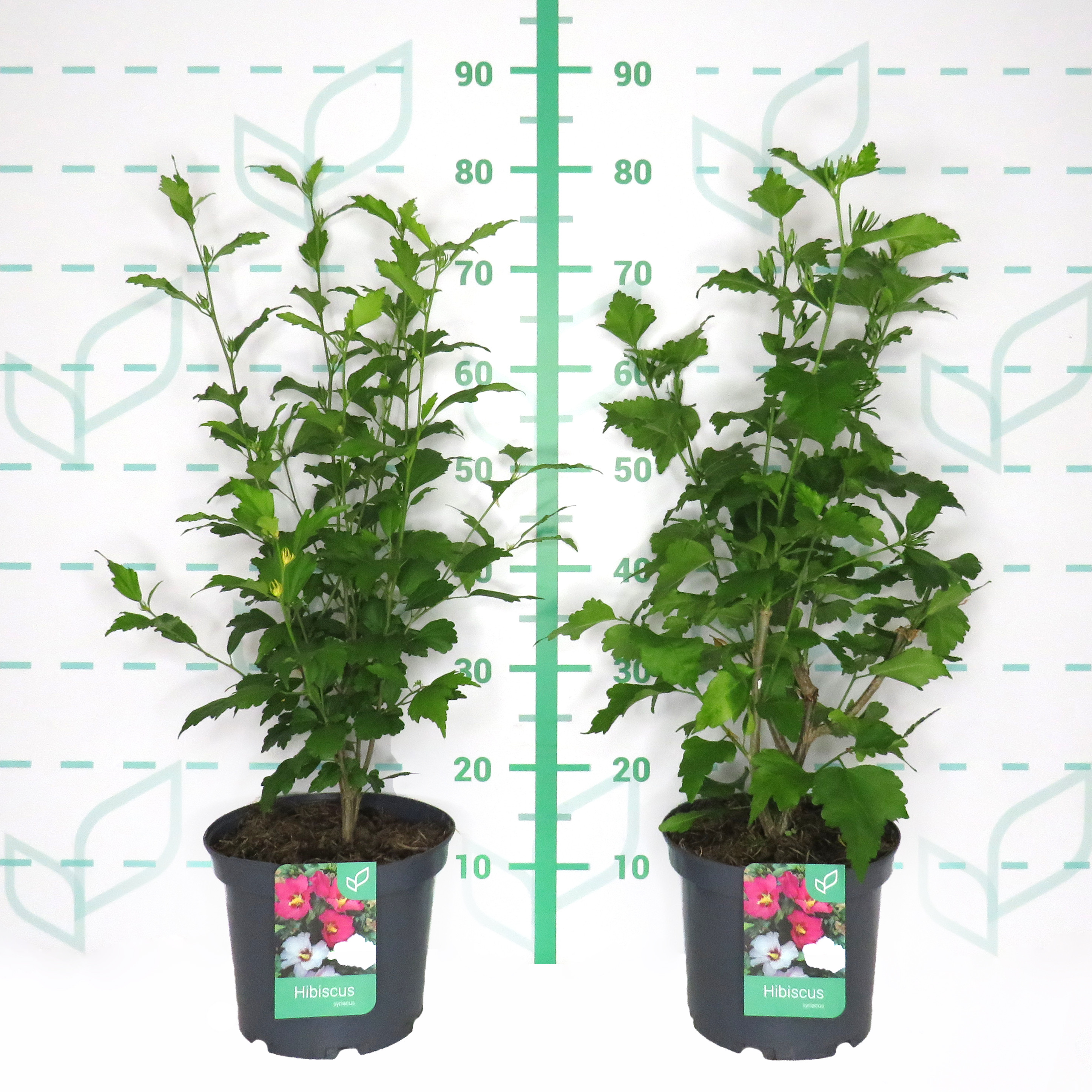 Hibiscus syriacus (Althea) 5L 50/70