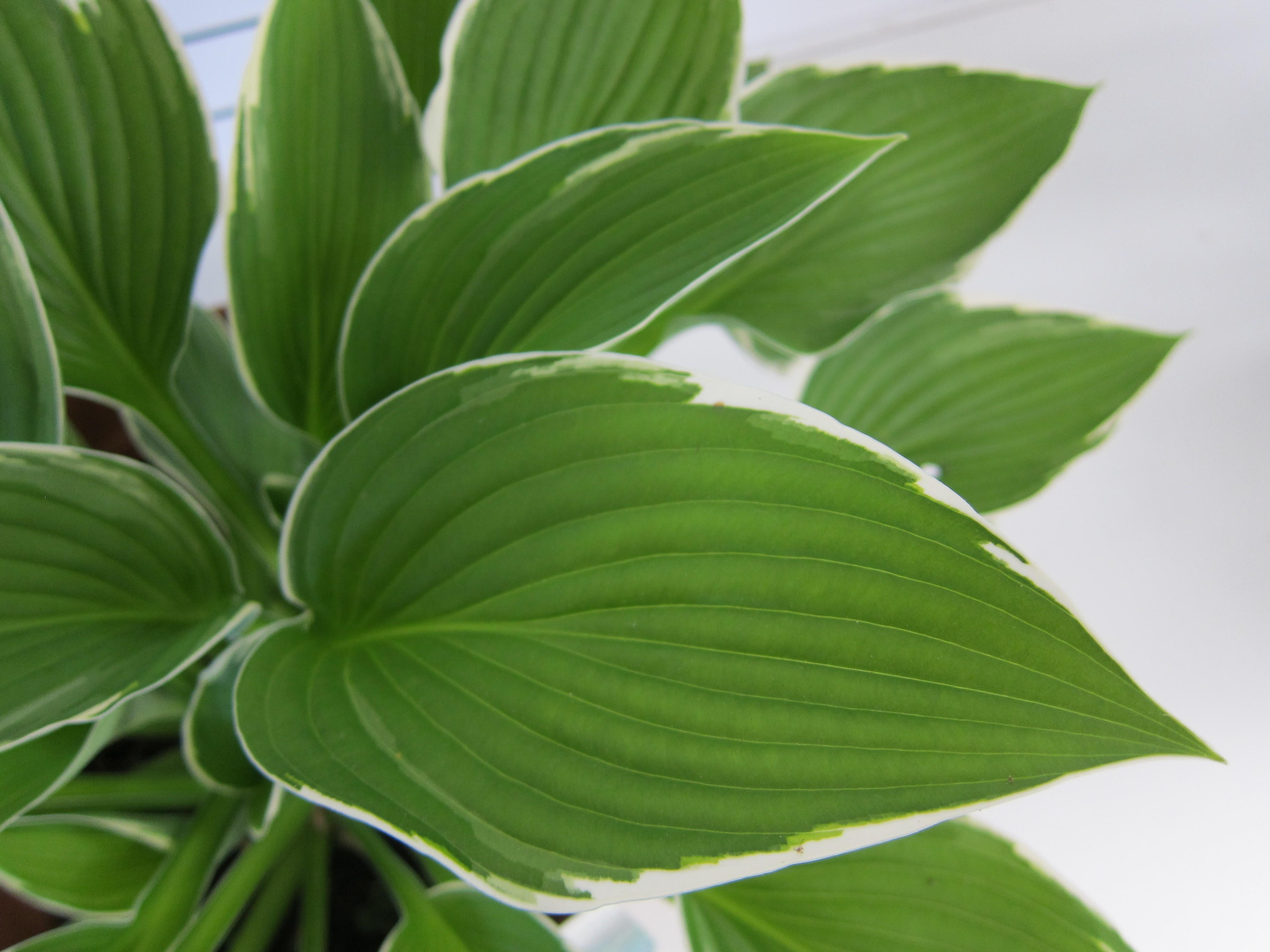 Hosta hibrida 2L