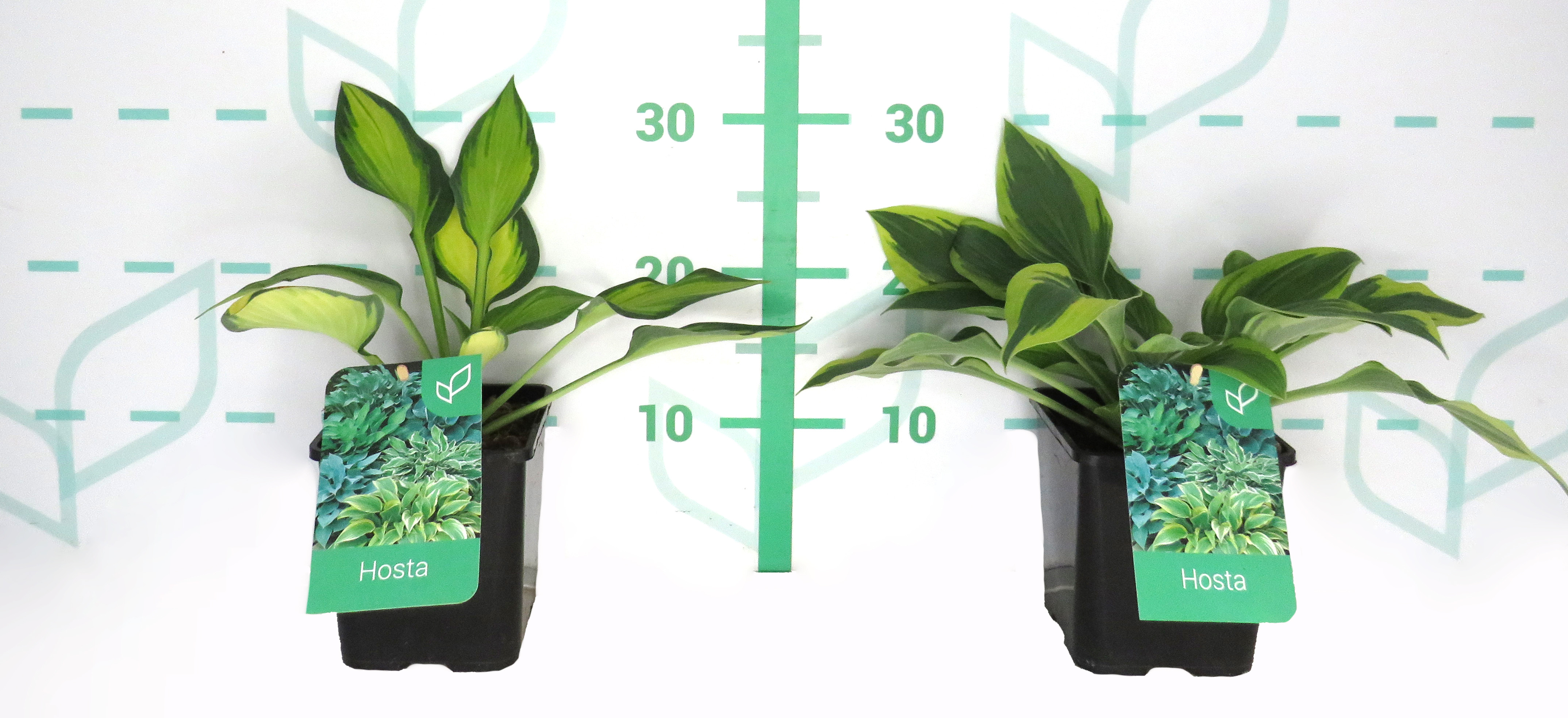 Hosta hibrida 1.6L R/C