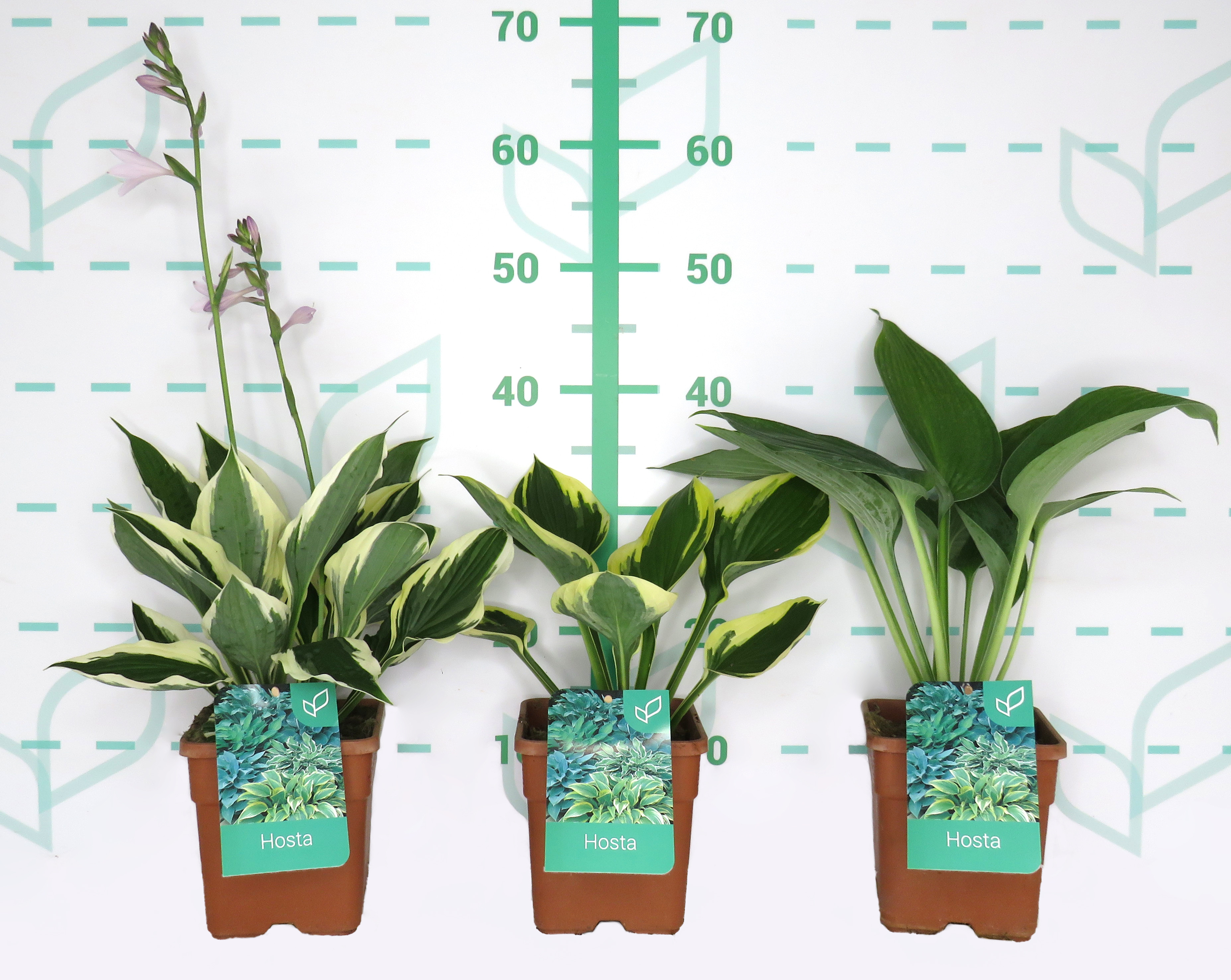 Hosta hibrida 2L