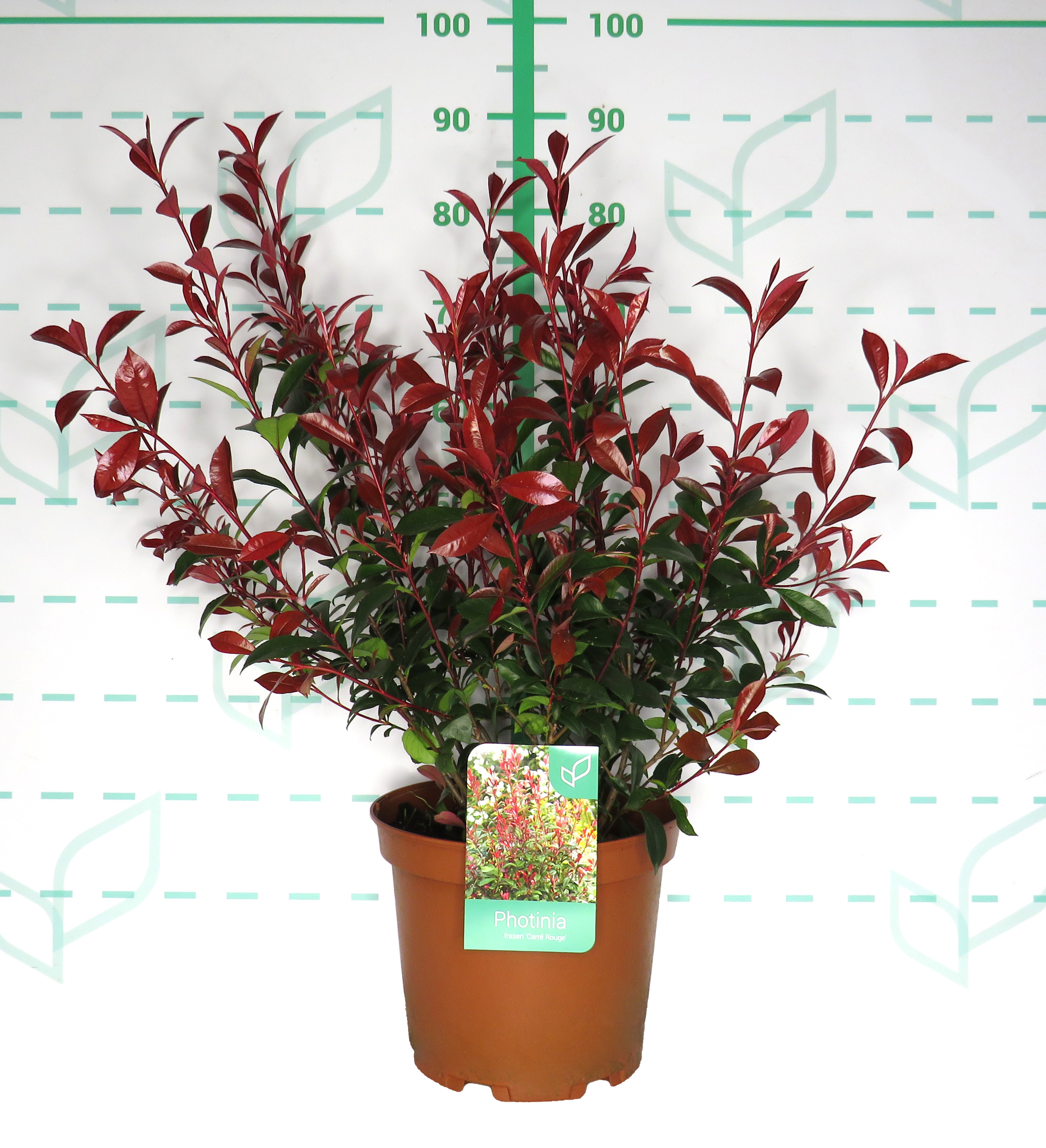 Photinia x fraseri "Carre Rouge" 10L 40/50