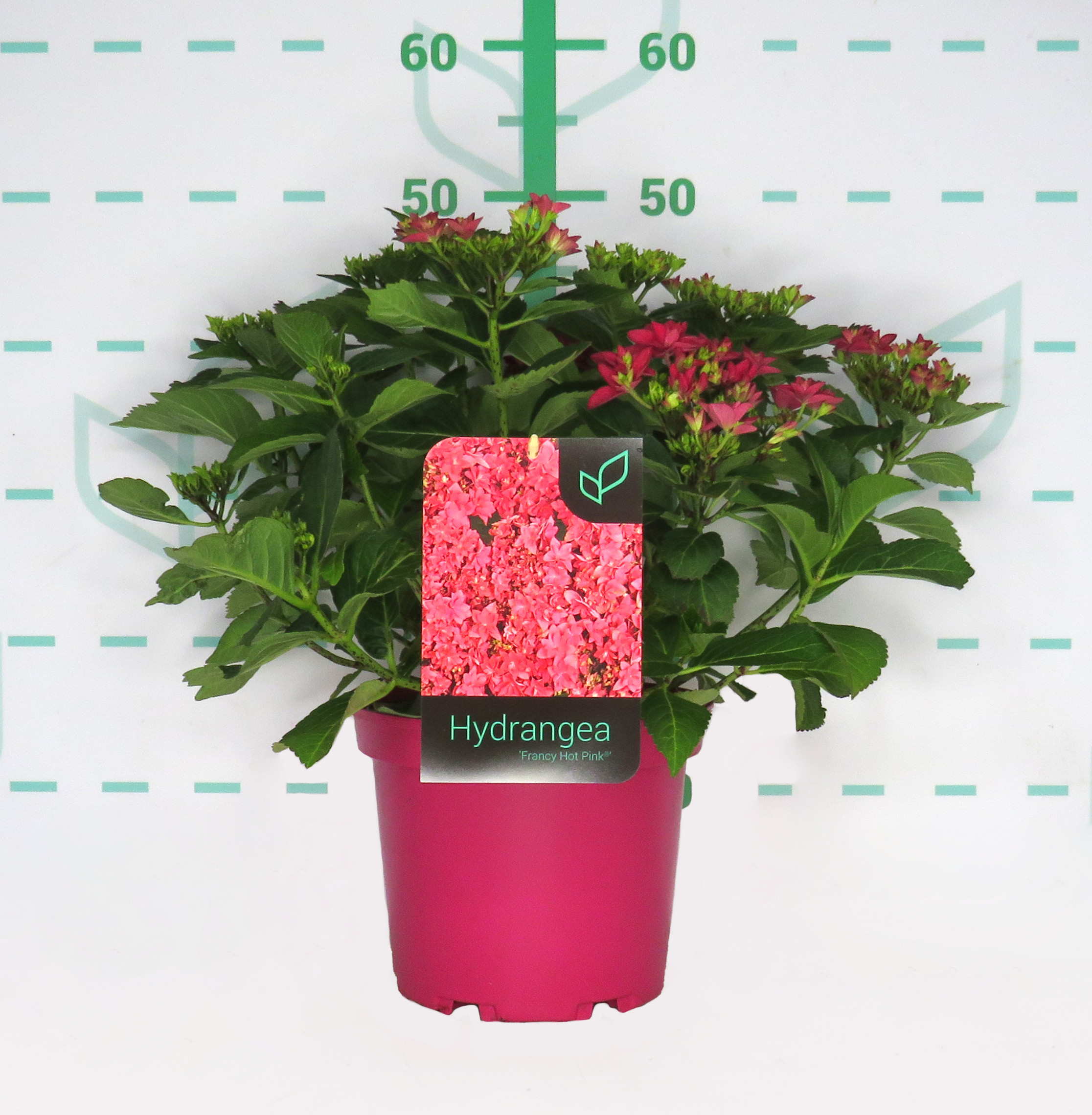 Hydrangea Colección 5L M. Rosa 30/35