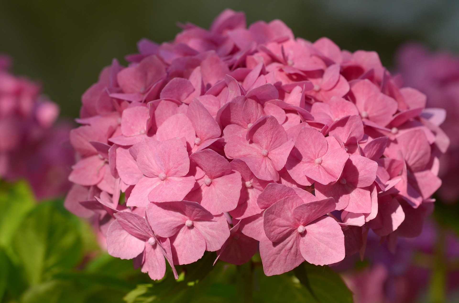 Hydrangea macrophylla 3L Forzada  20/30 +6Flor