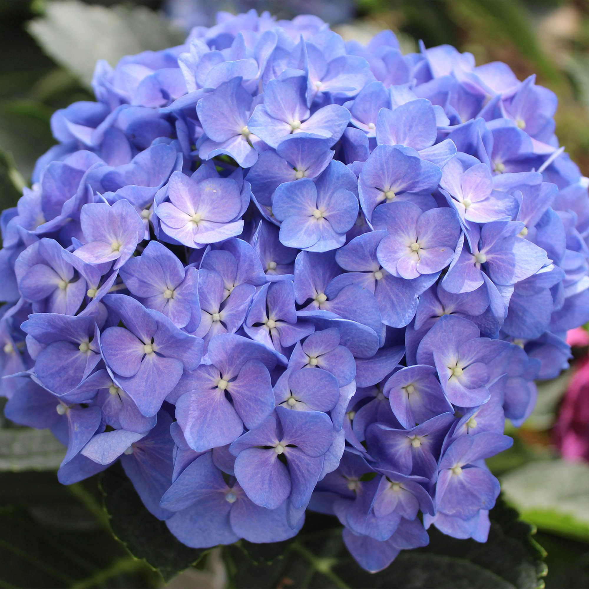 Hydrangea macrophylla 5L 30/35 