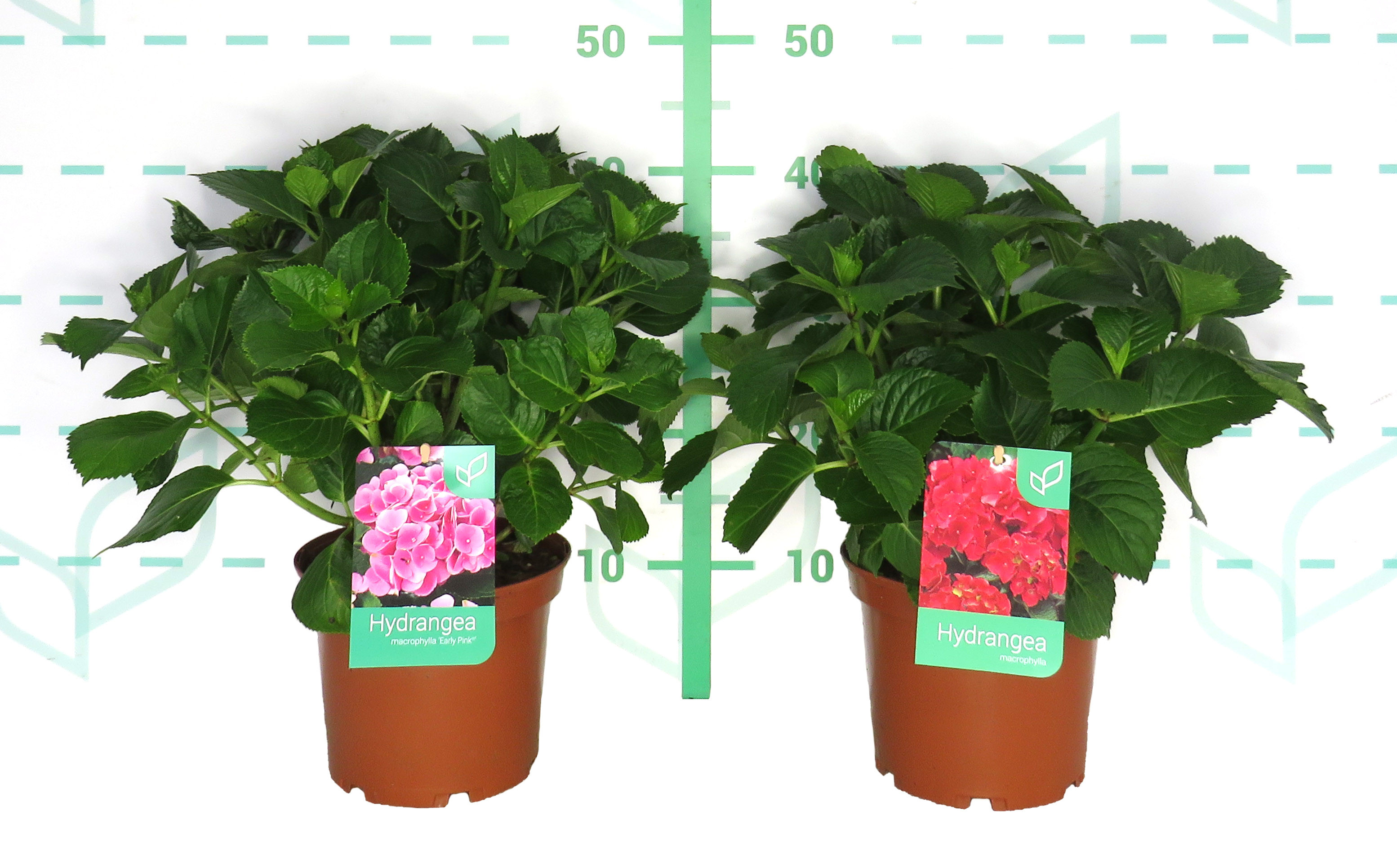 Hydrangea macrophylla 3L 25/30 