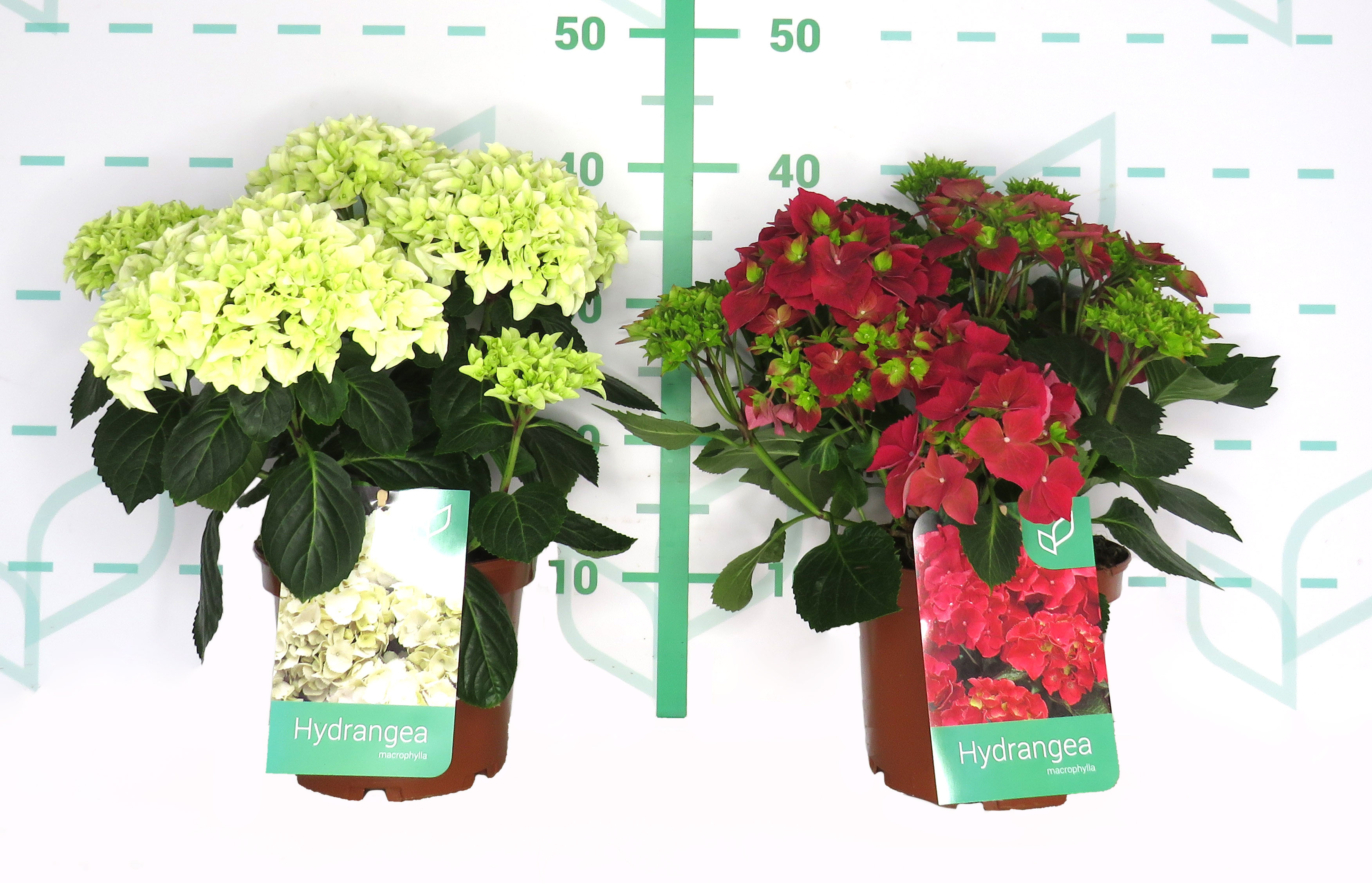 Hydrangea macrophylla 3L Semiforzada 20/30 