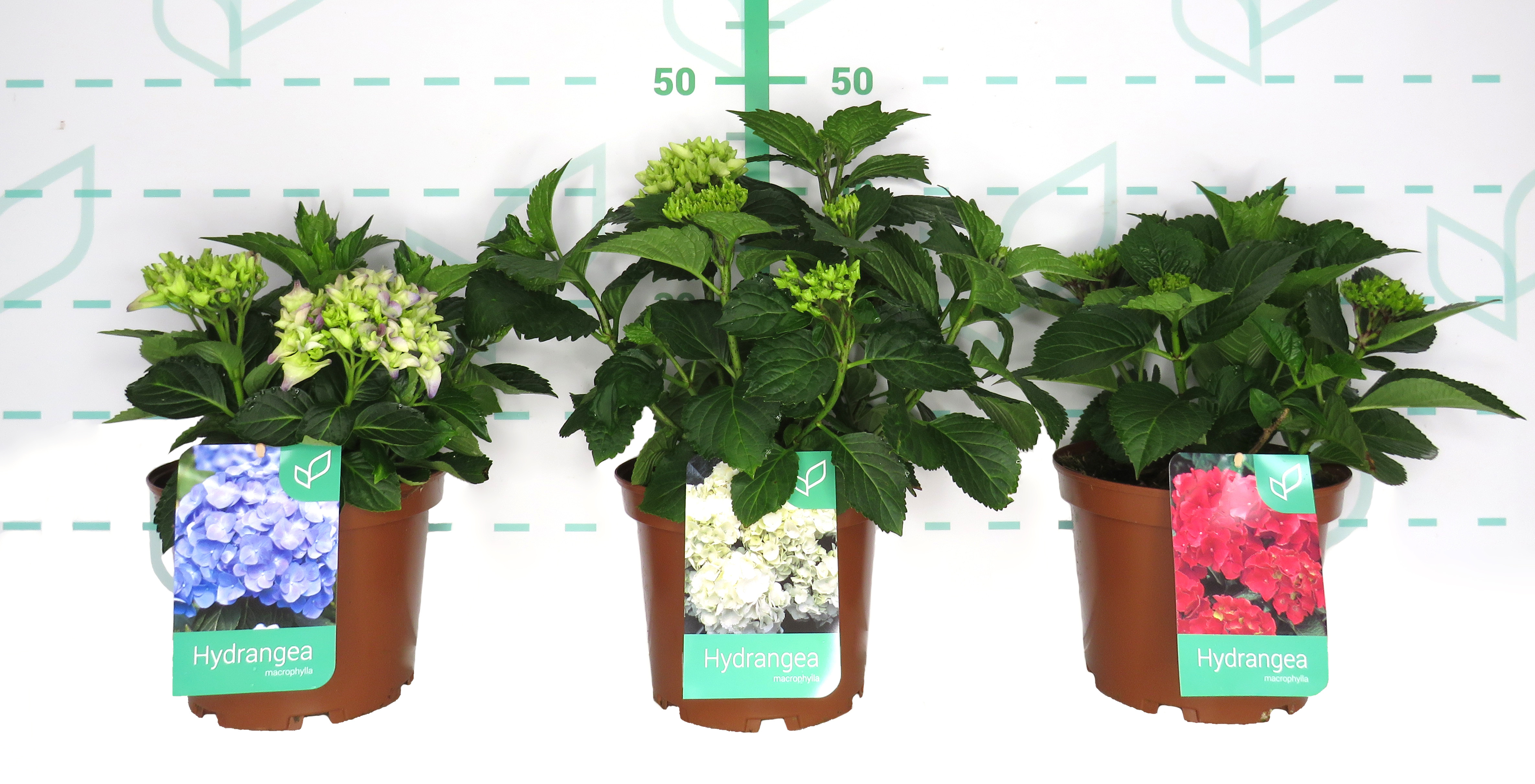 Hydrangea macrophylla 5L 25/30