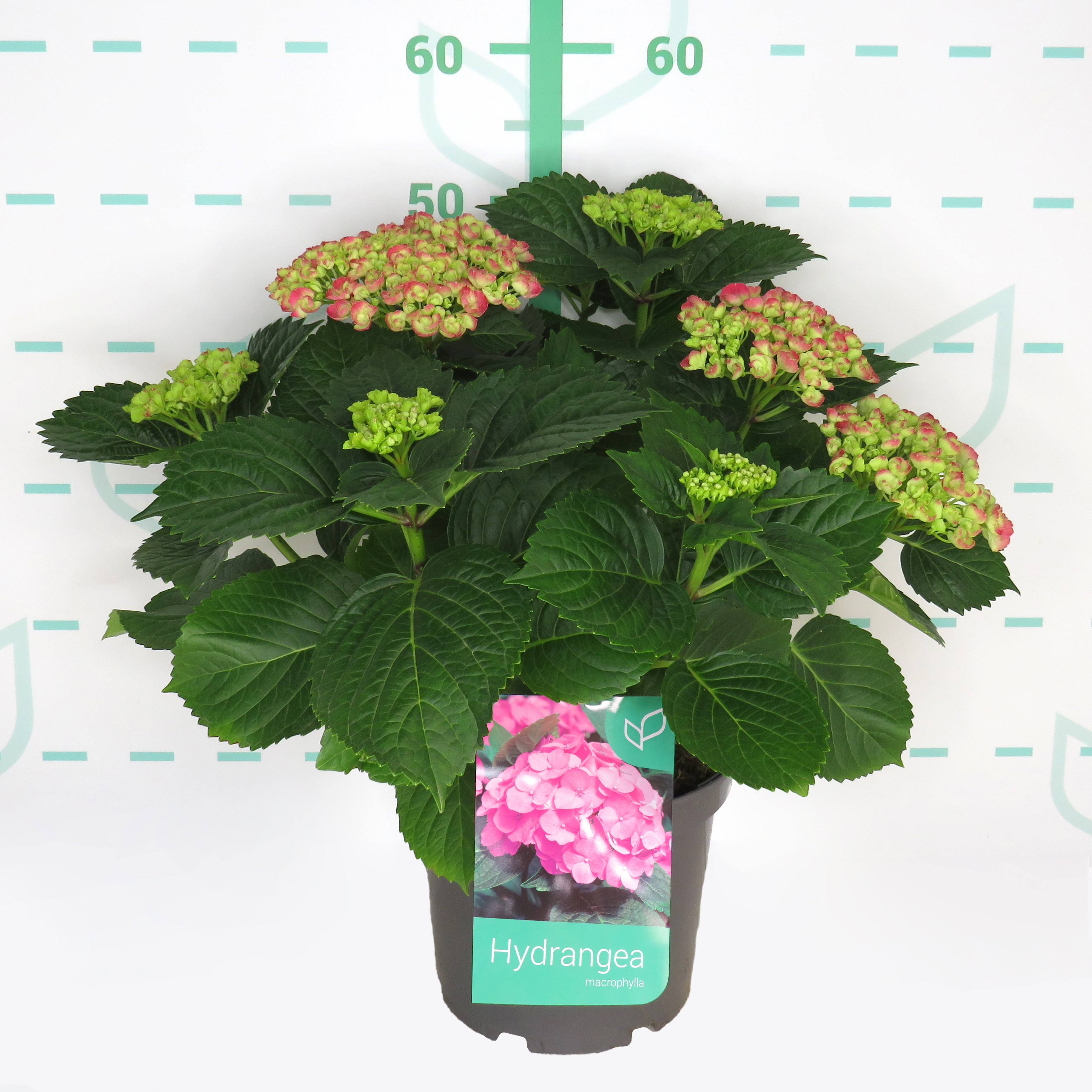 Hydrangea macrophylla 5L 30/40
