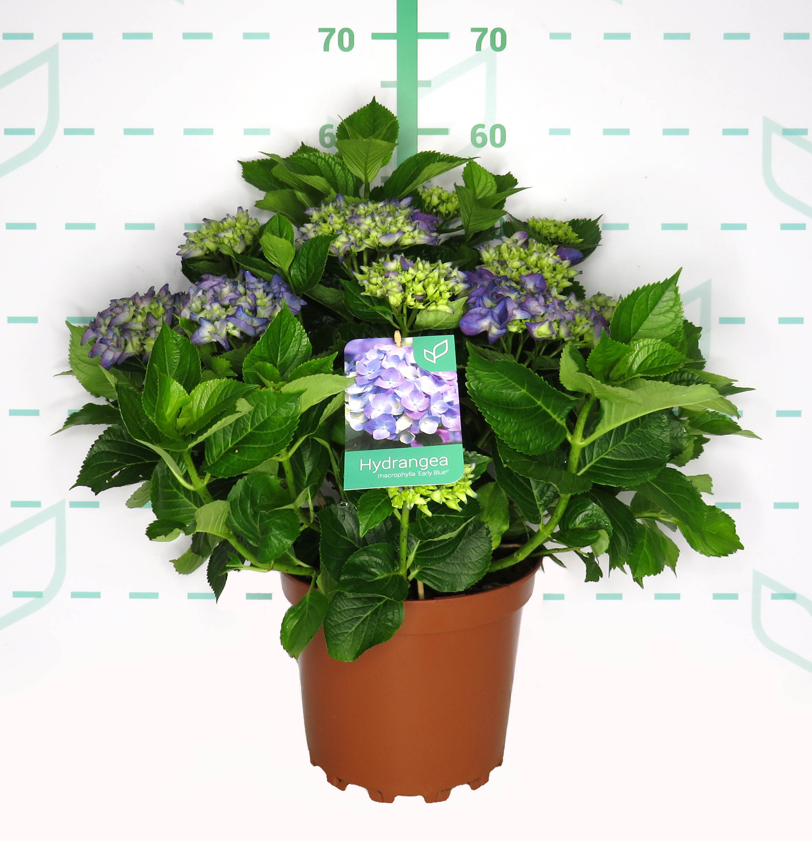 Hydrangea macrophylla 7.5L 40/50