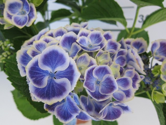 Hydrangea macrophylla 30L 45/50 DP 50/60 +10-20Flor