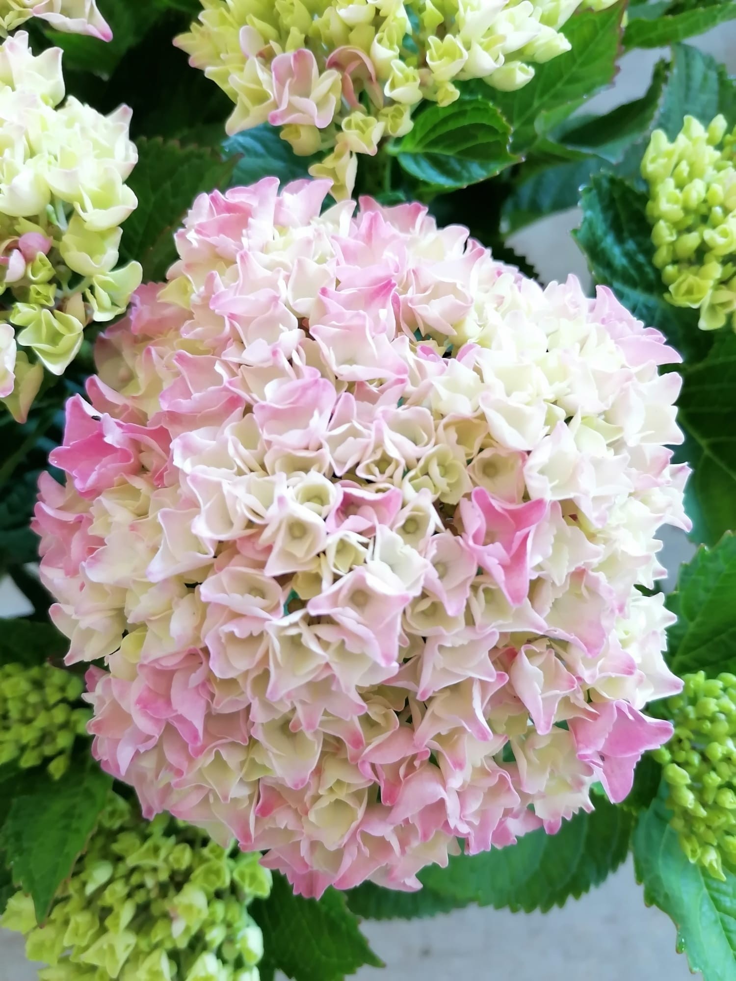 Hydrangea Magical ® Four Seasons ® 3.5L 30/40