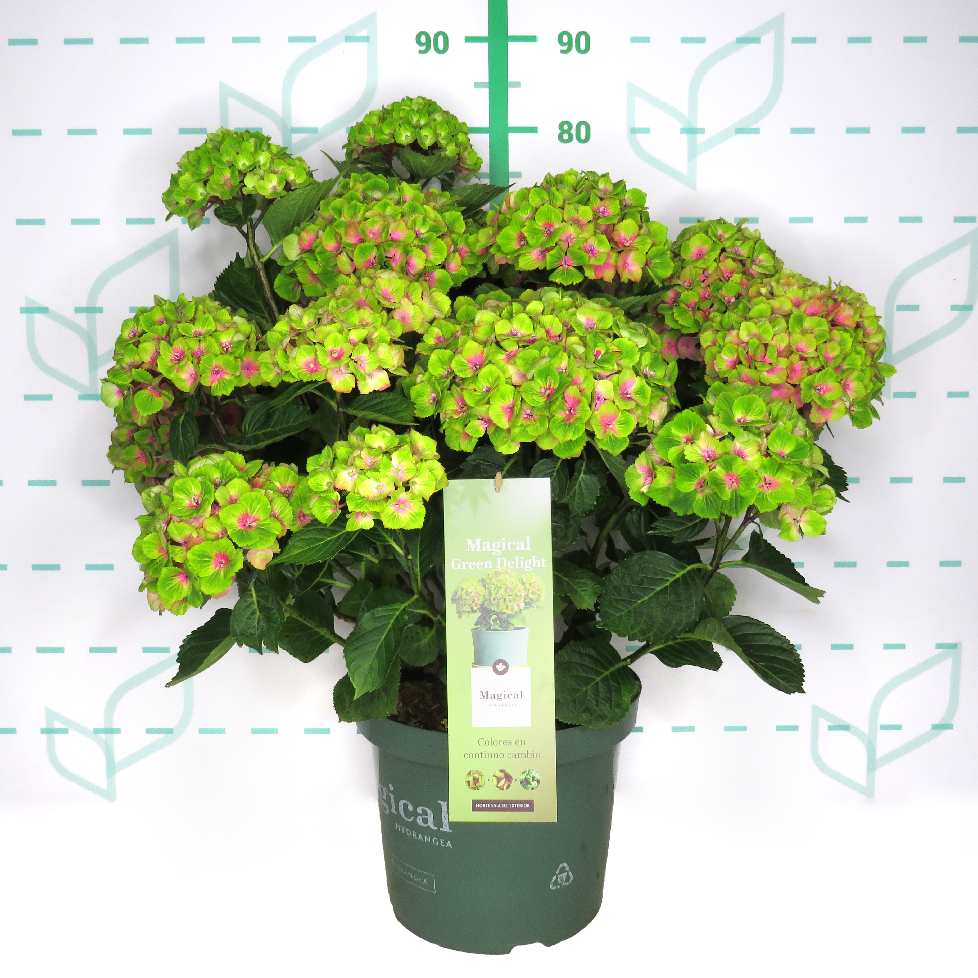 Hydrangea Magical ® Four Seasons ® 10L 40/50
