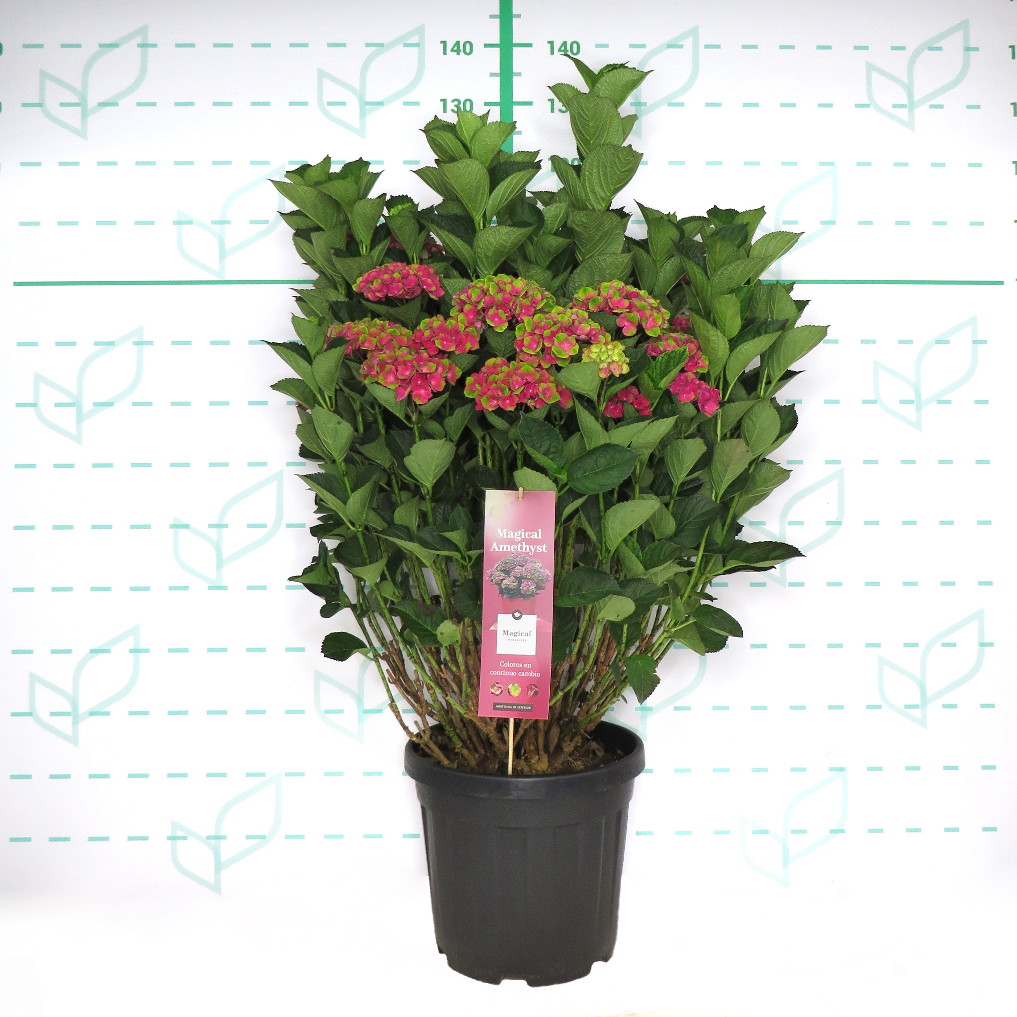 Hydrangea Magical ® Four Seasons ® 20L 70/90