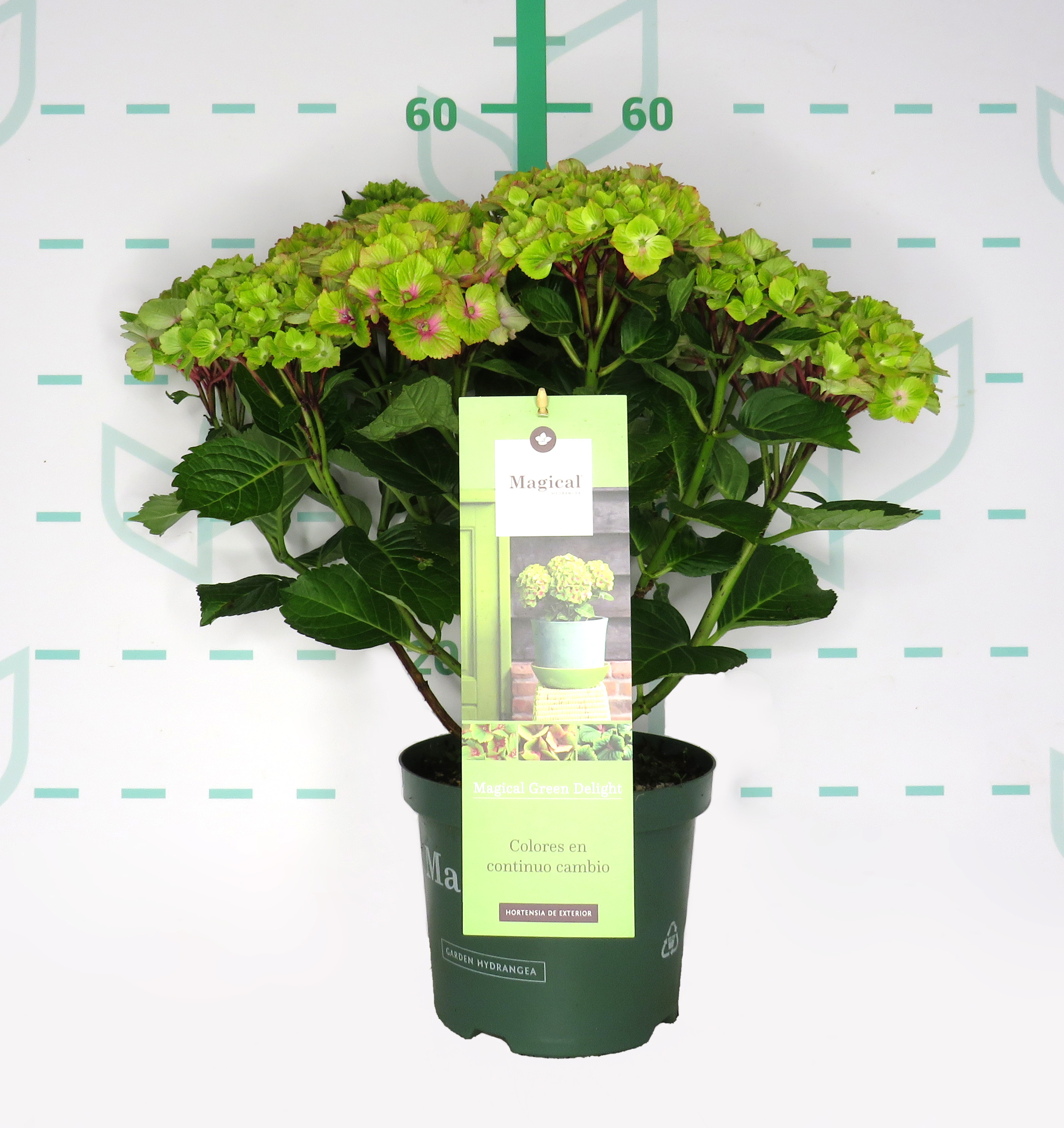Hydrangea Magical ® Four Seasons ® 3.5L 30/40