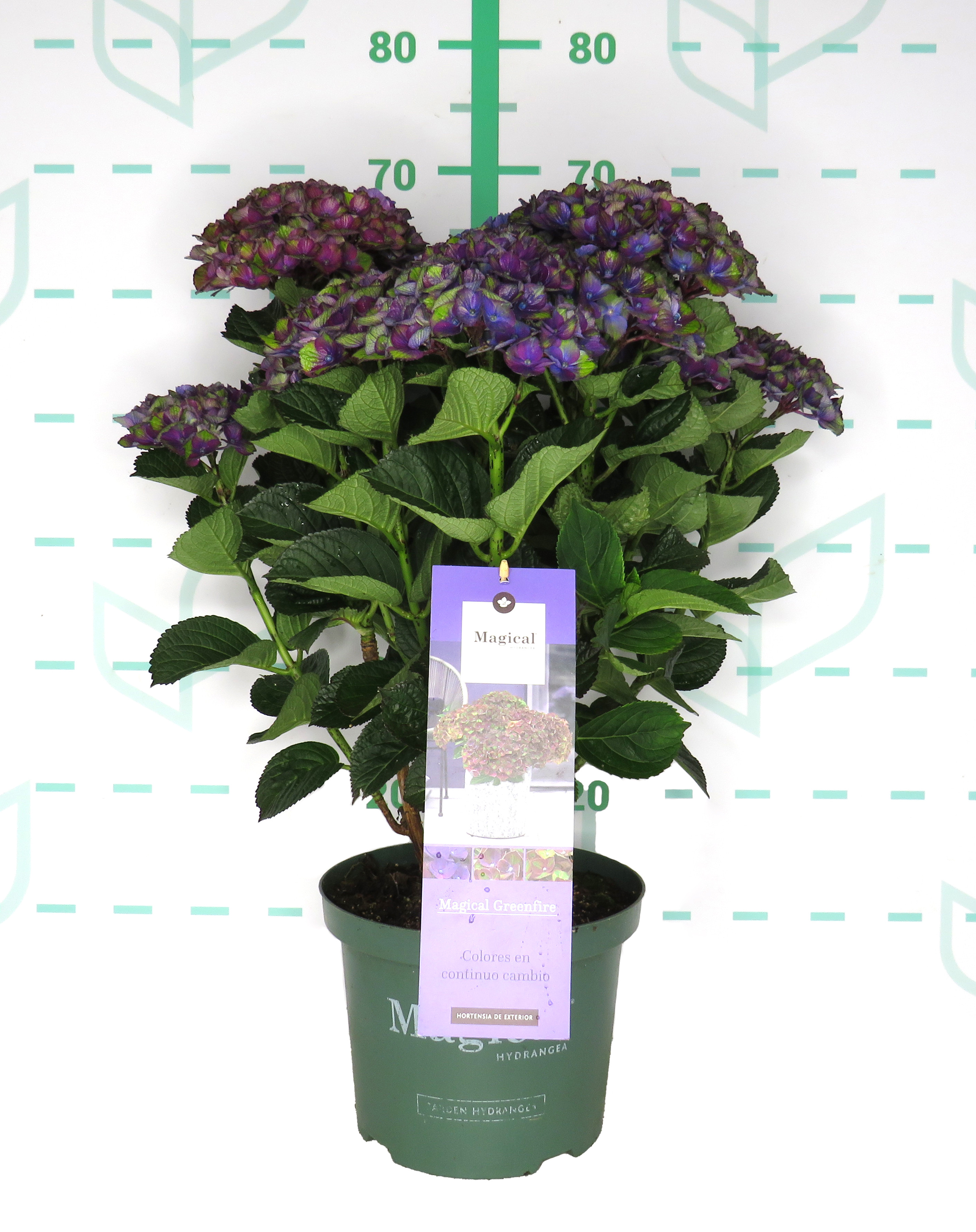 Hydrangea Magical ® Four Seasons ® 5L 40/50