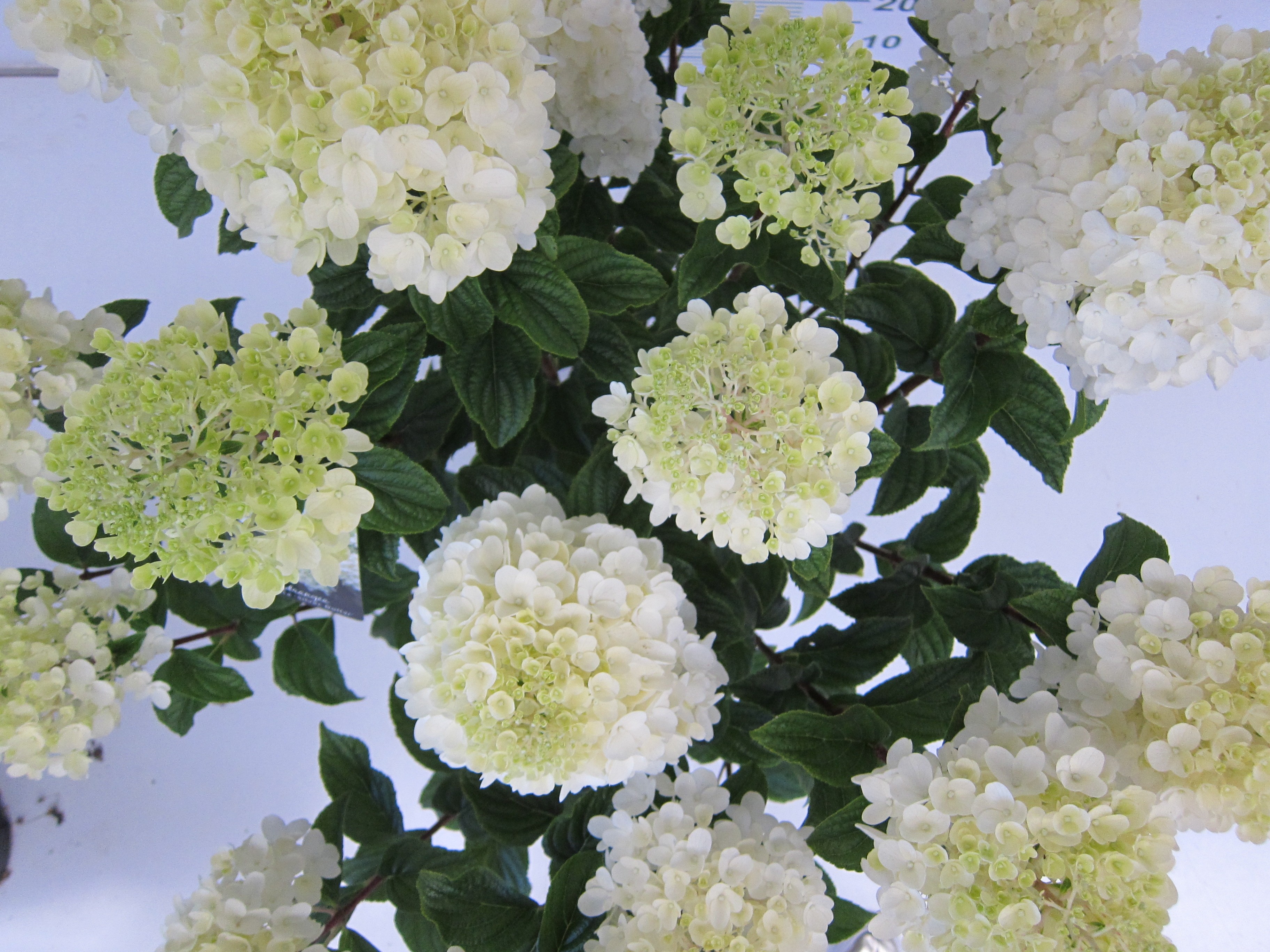 Hydrangea paniculata 11L Cuadrada Ht 60 100/120