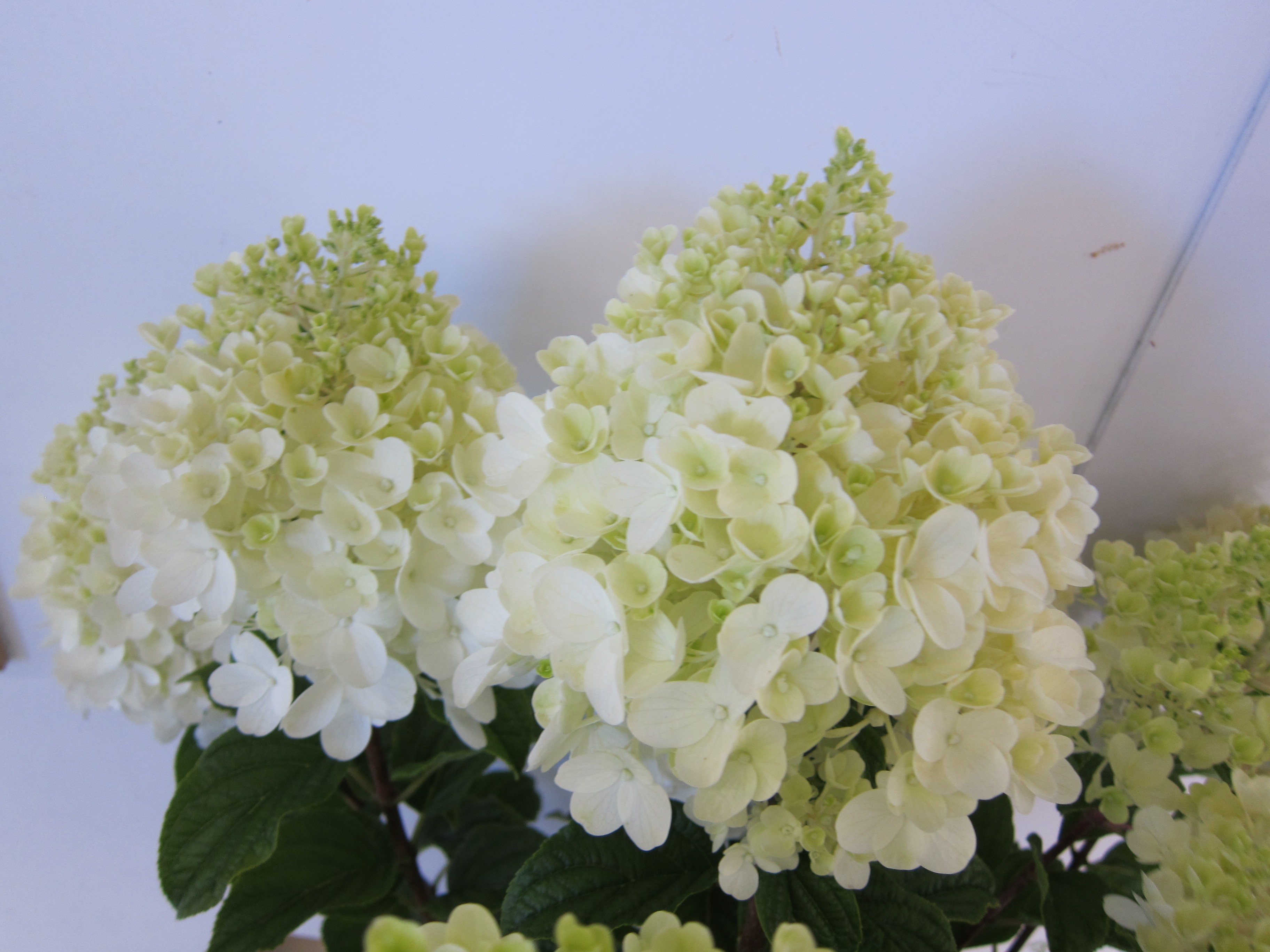 Hydrangea paniculata 10L 70/90 