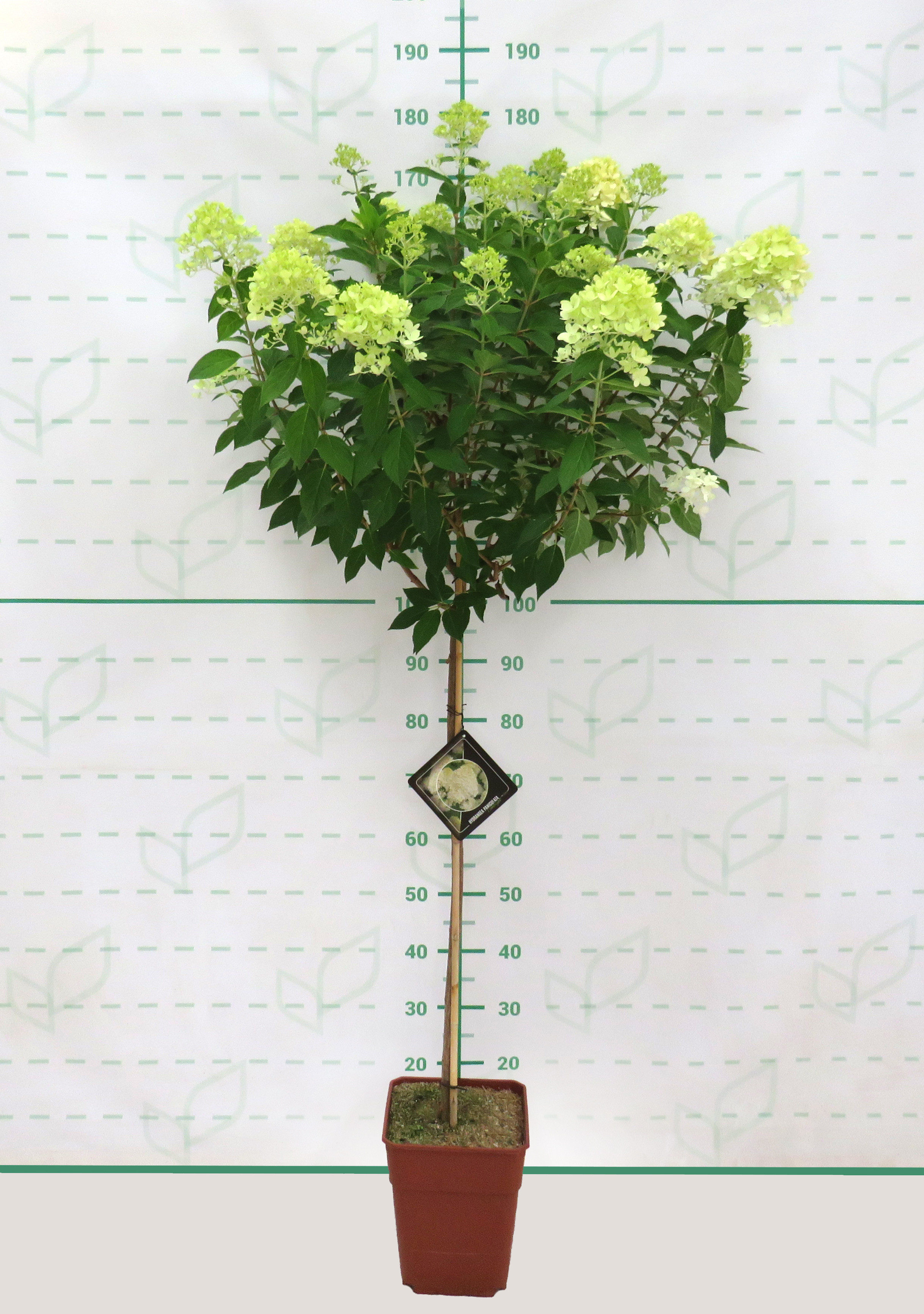 Hydrangea paniculata 11L Cuadrada Ht 60/80 110/120