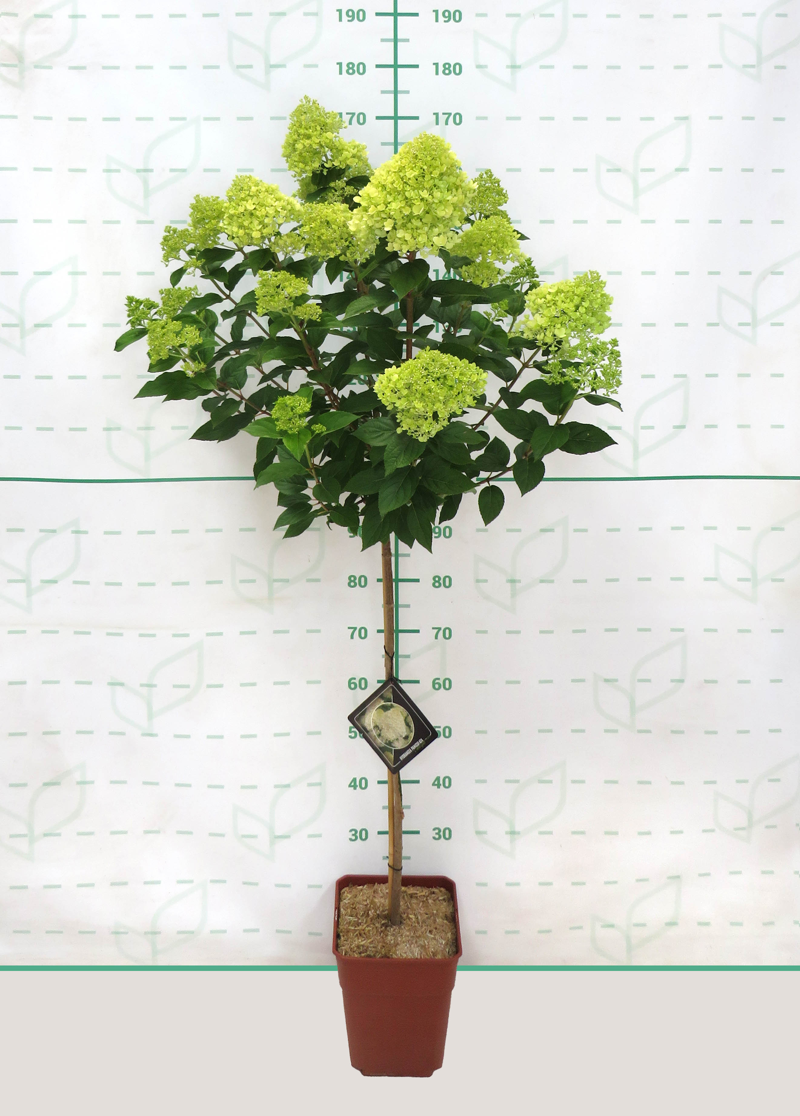 Hydrangea paniculata 11L Cuadrada Ht 60 100/120