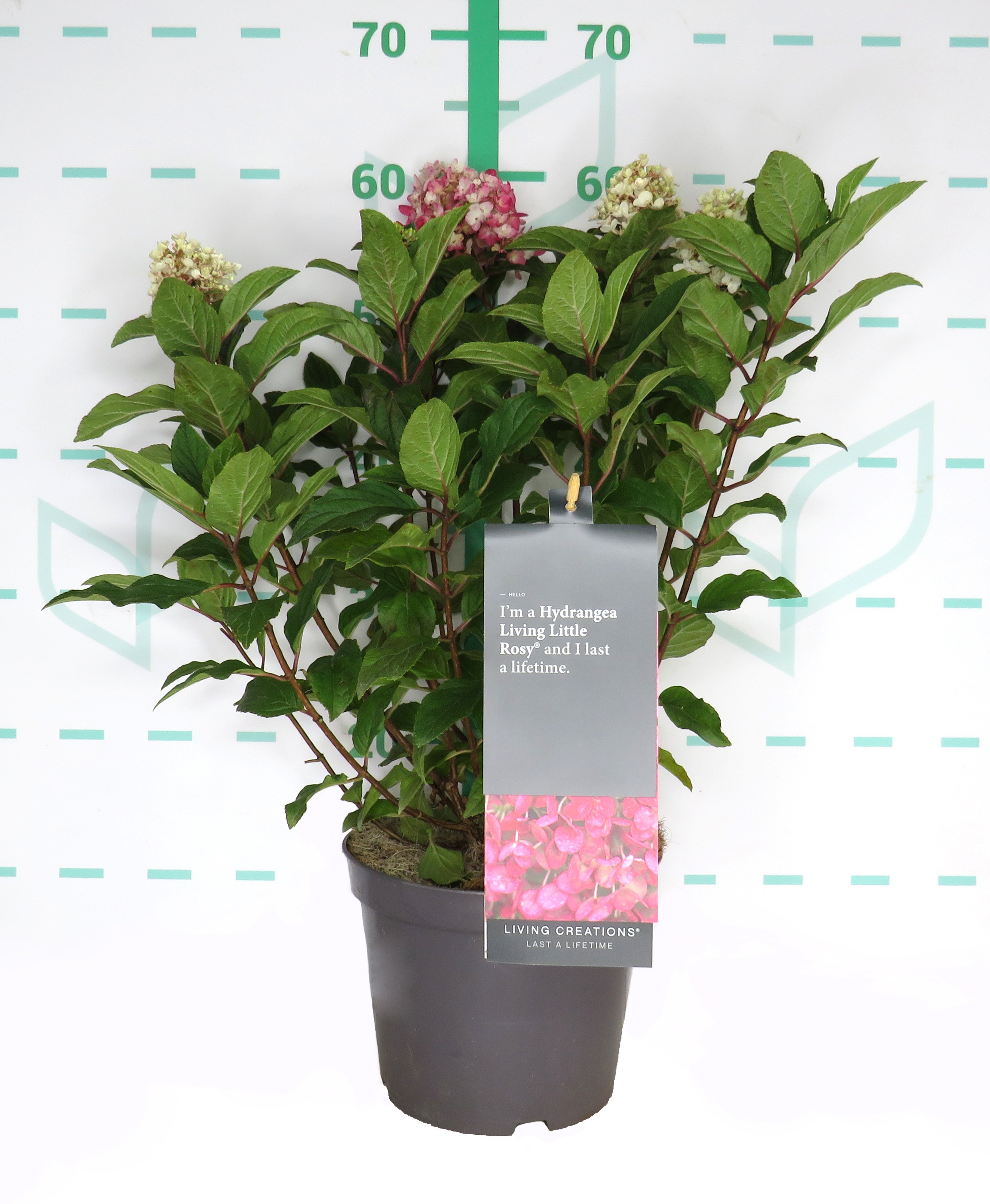 Hydrangea paniculata 3.5L 35/45